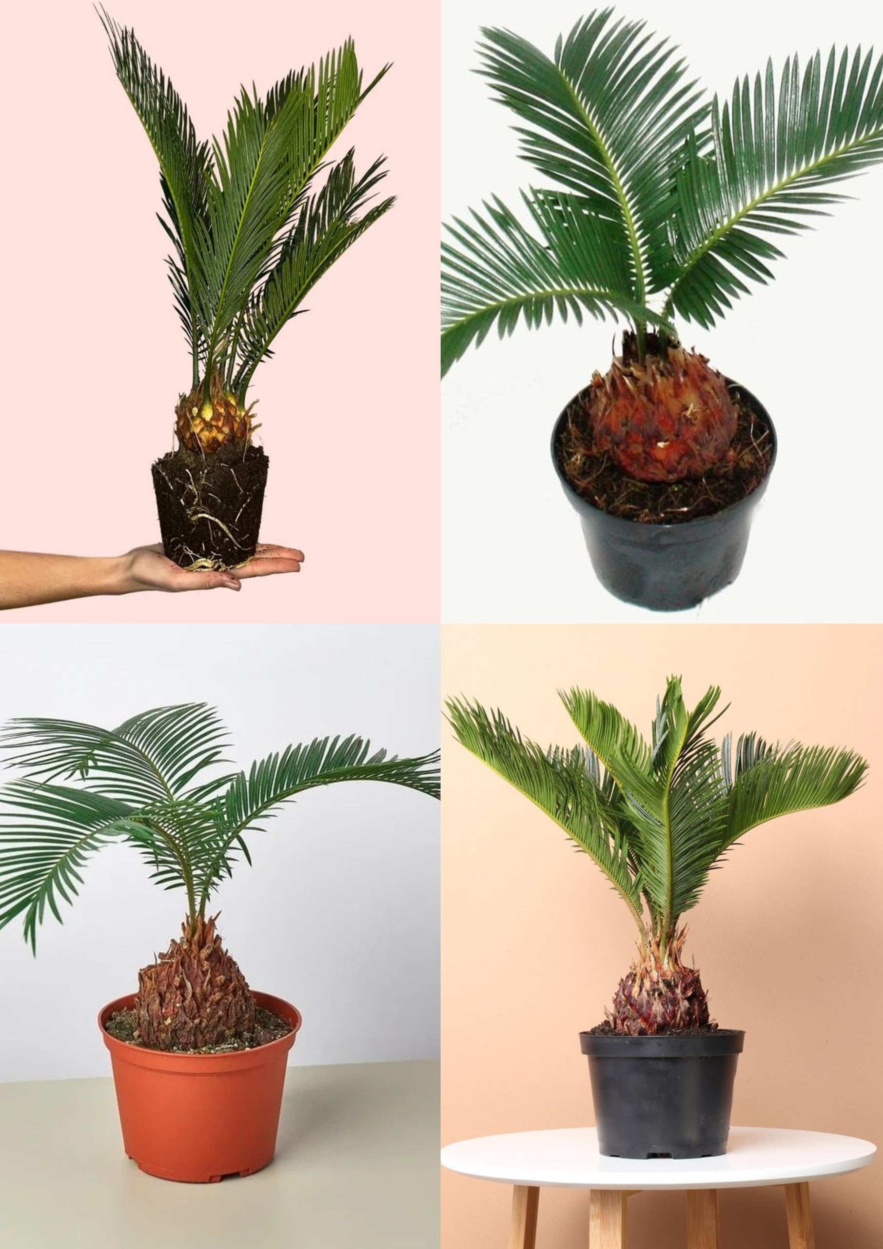 bonsai wachstum pro jahr ProviPlant Bonsai-Dünger: Für Indoor- & Outdoor Bonsai-Bäume main image 0