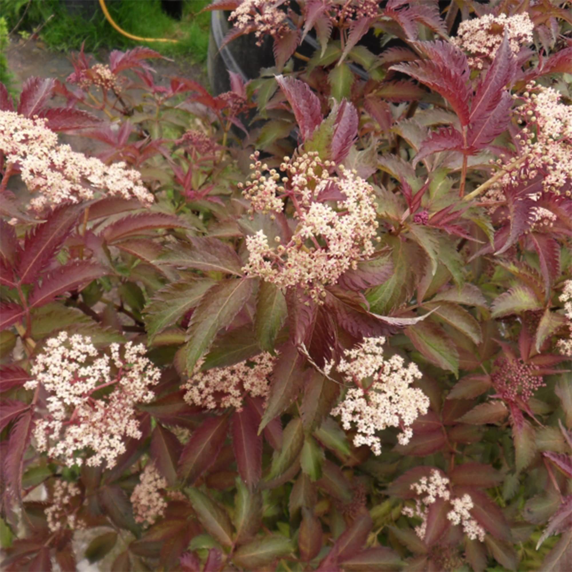 Sambucus Serenade | Elderberry Deciduous Outdoor Garden Fruit Shrub in 9cm Pot