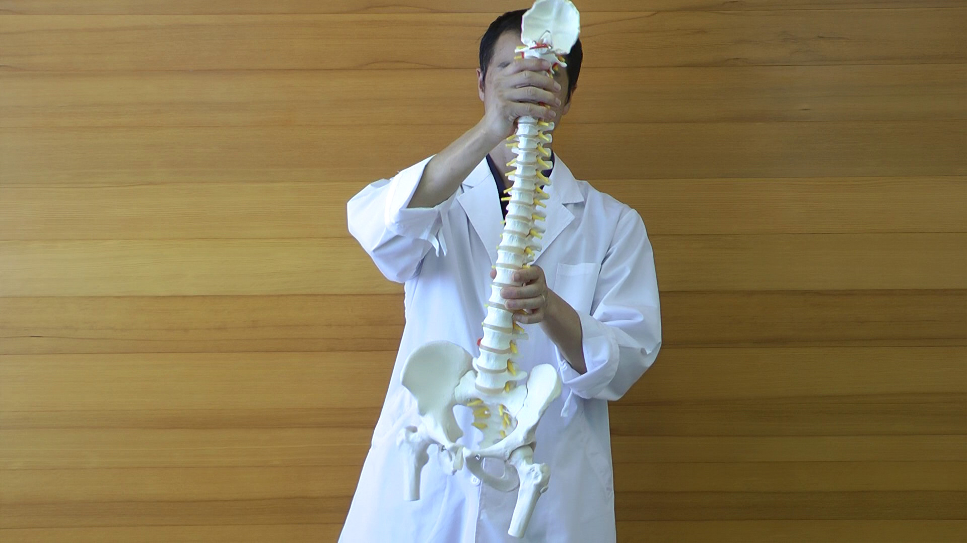 Amazon.co.jp: 脊柱模型 - 脊柱可動型モデル，大腿骨付 - 3B