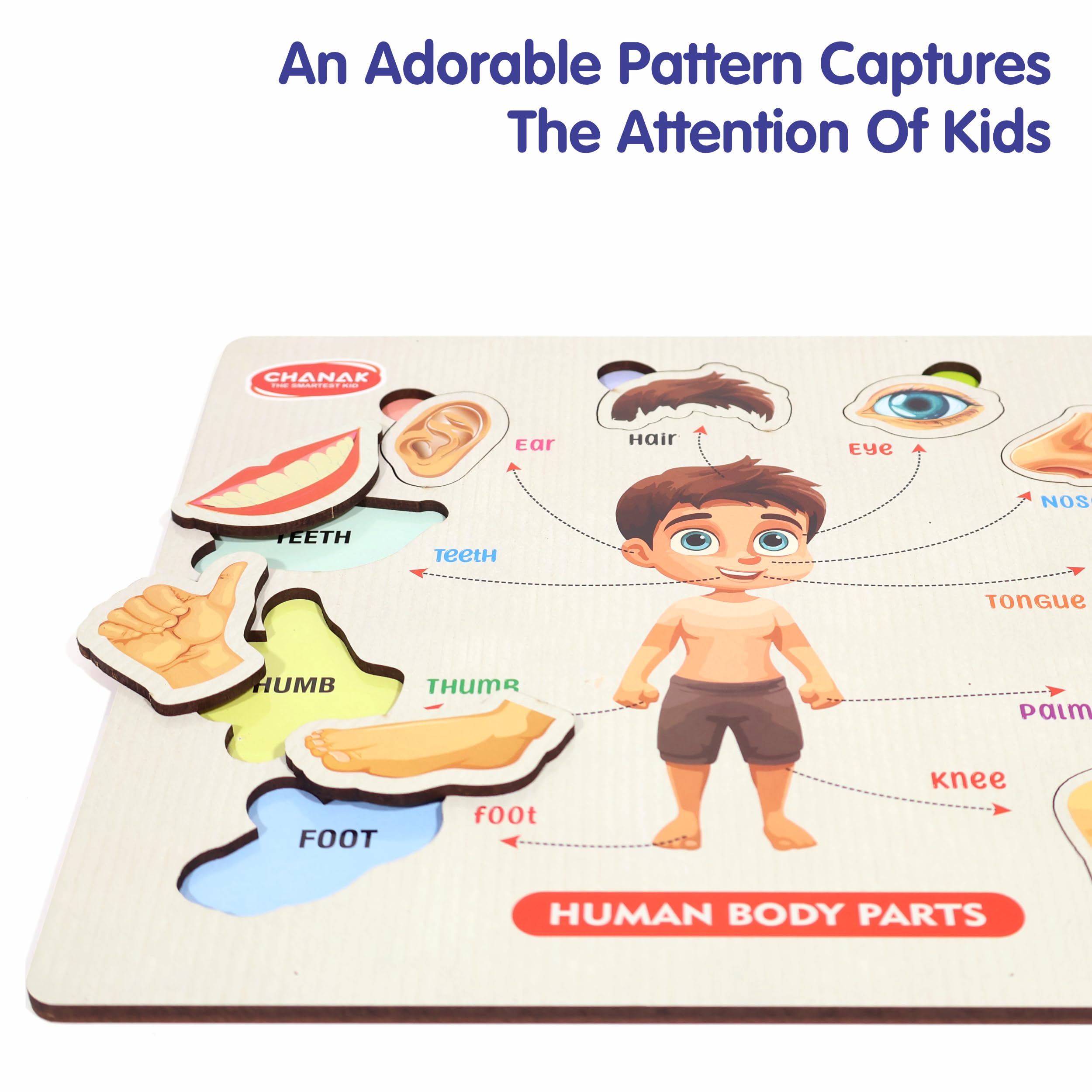 Aditi Toys Wooden Human Body Parts Puzzle with Picture Educational 10 Piece Anatomy Board for Kids Montessori Learning Puzzle for Toddlers & Preschoolers, Nursery and Kindergarten Age Above 2+ Years - Image 3 thumbnail