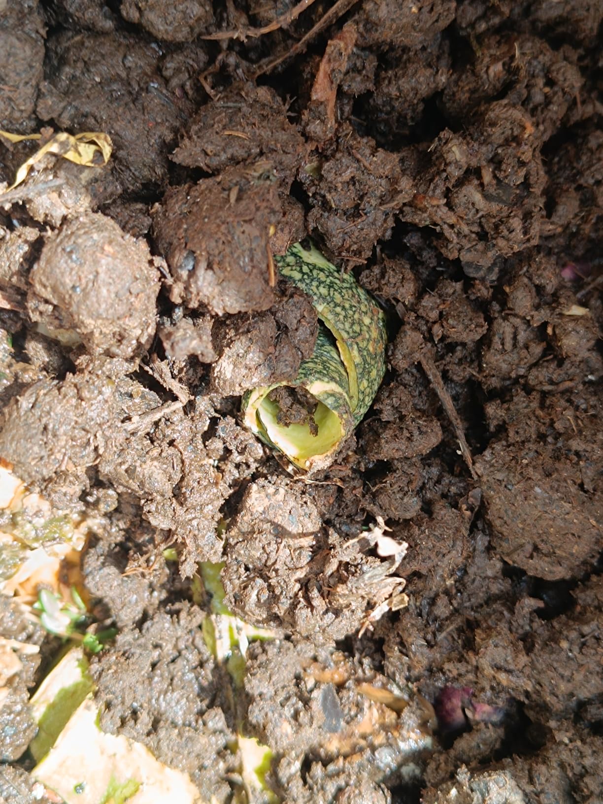 Kechwa Insect Live Red Earthworms Kechua 200pc for Composting, Organic Plant ...
