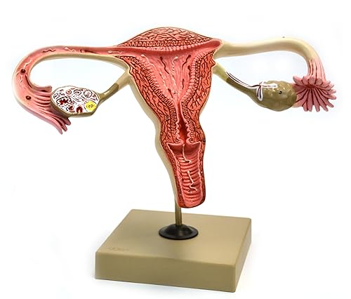 Miniatura 1 de Eisco Labs - Modelo reproductivo femenino de tamaño real 3X, desarrollo detallado de ovarios y óvulos, 12 x 5.5 x 8 pulgadas, con tarjeta de llave