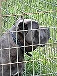 Review Image by Eclipse cane corso