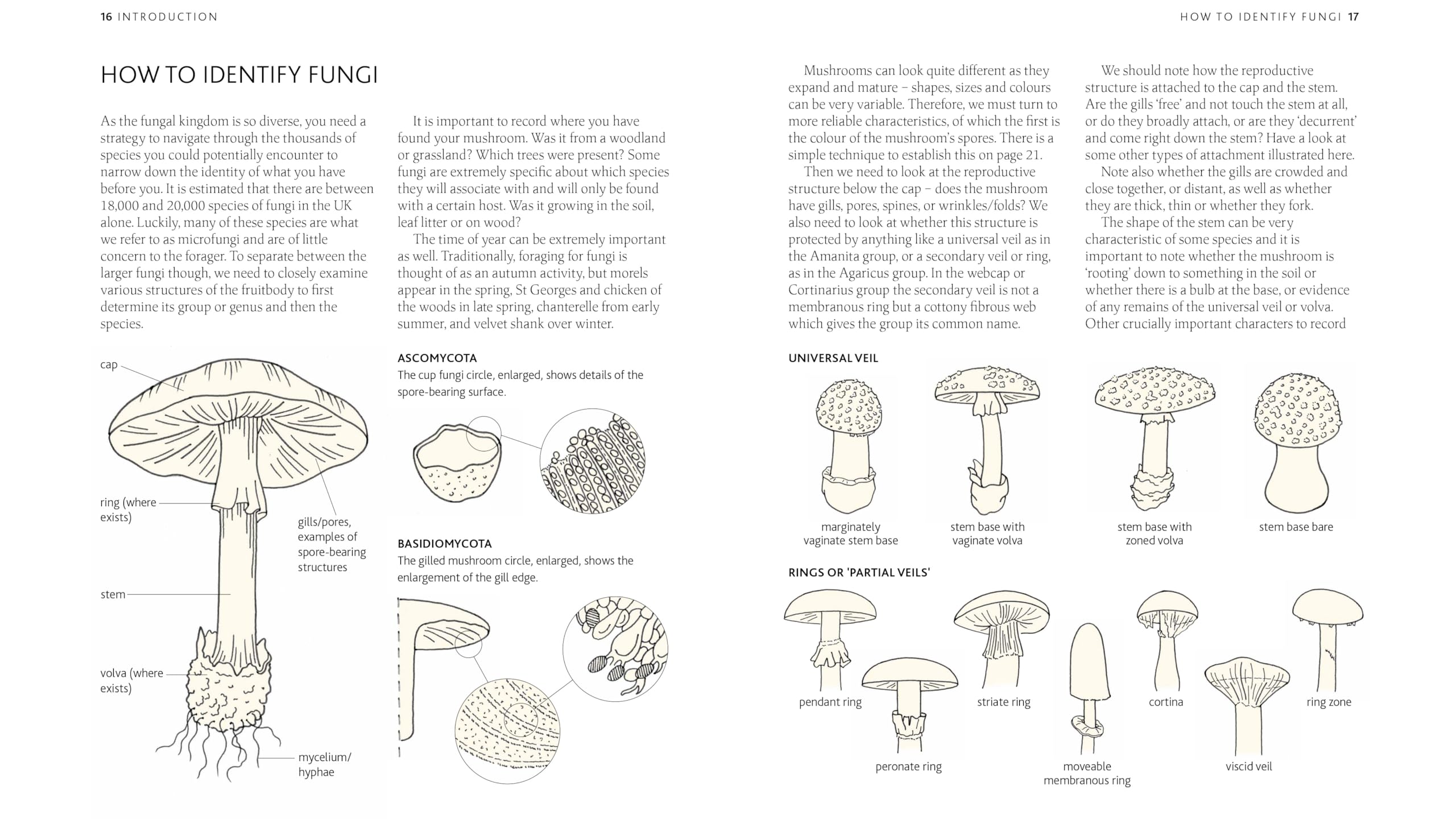 The Mushroom Guide & Identifer: An Expert Manual for Identifying, Picking and Using Edible Wild Mushrooms Found in Britain