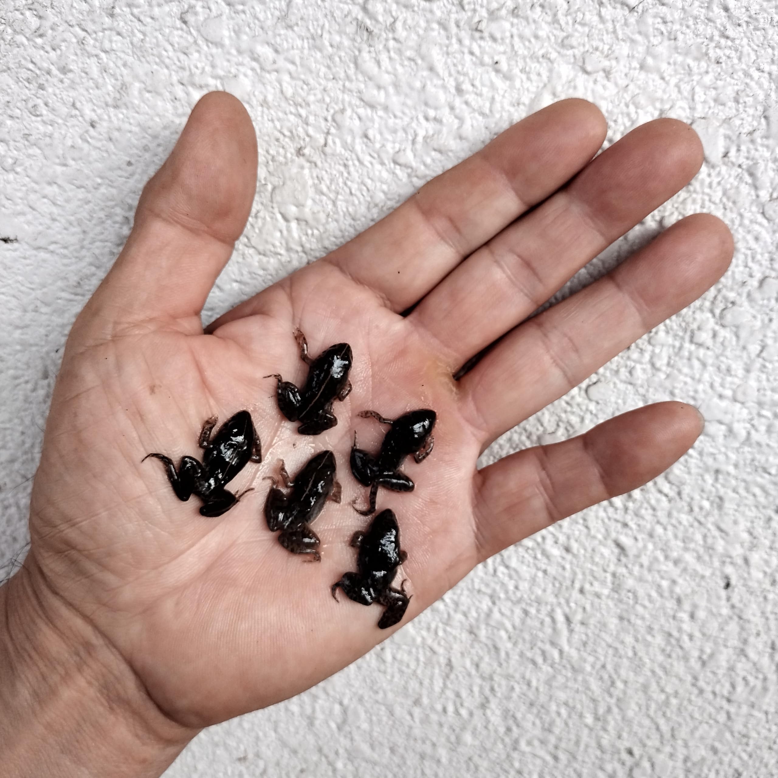 Amazon | 冷凍ヌマガエル 極小〜Mサイズ ヘビ トカゲ カメ 餌用 国産