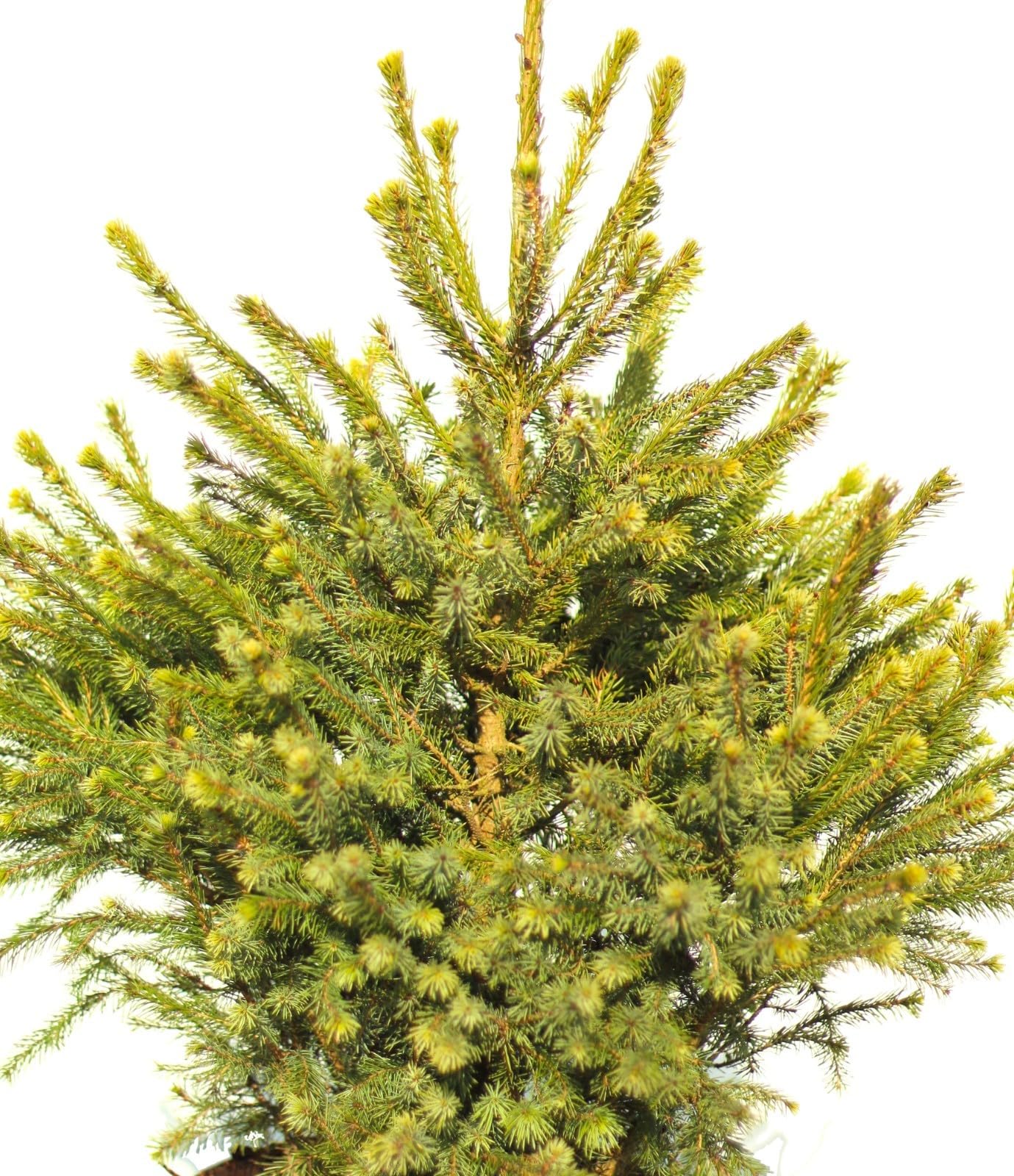 Serbische Fichte Picea Omorika Nana 80-100 cm immergrün und winterhart