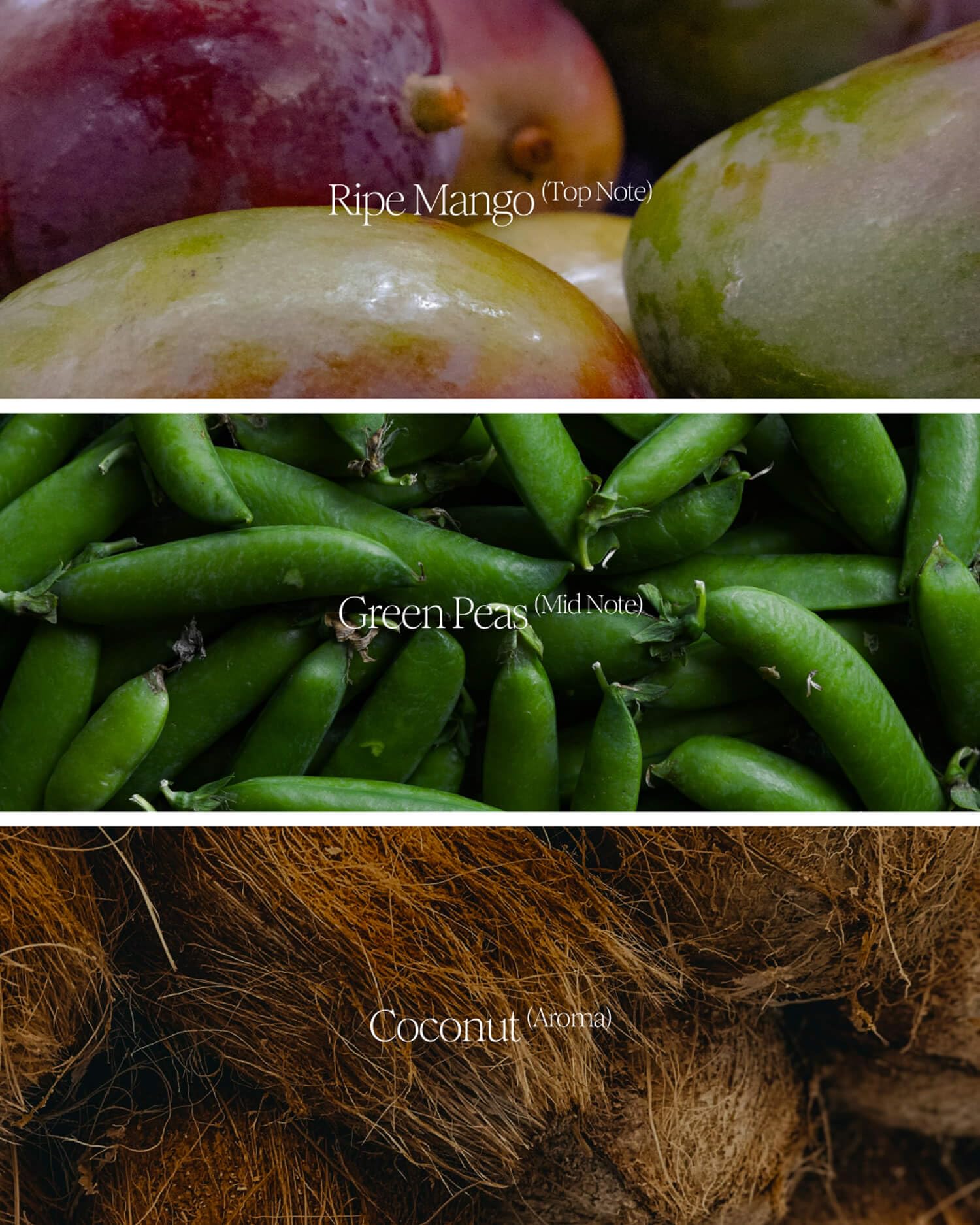 Ceremonial Grade Matcha Green Tea Powder | Okumidori Single Cultivar from Wazuka Kyoto Japan | Authentic First Harvest Shade-Grown | Green Pea, Mango & Umami | 20g