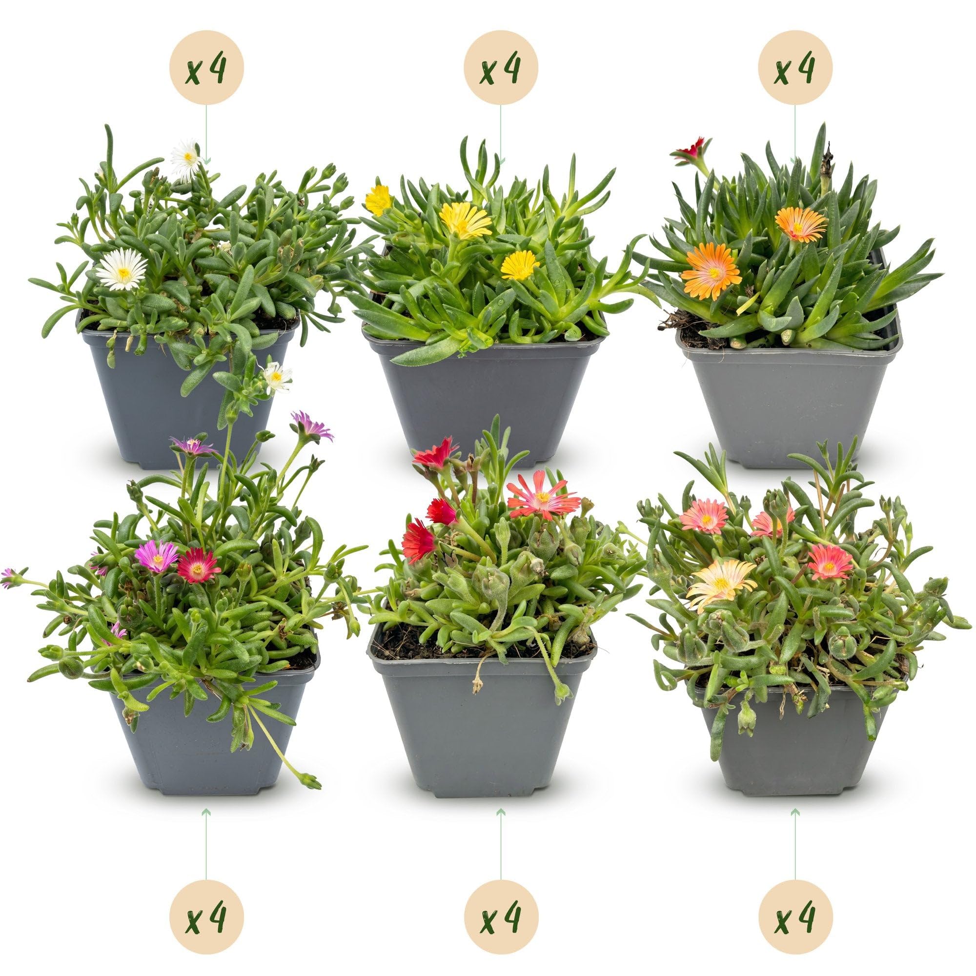 Green boutiQ - 24x Delosperma mix - Ficoïde à fleurs mélangées - Jaune, Violet, Rouge, Rose - Vivace - Ø7cm - 10-12cm