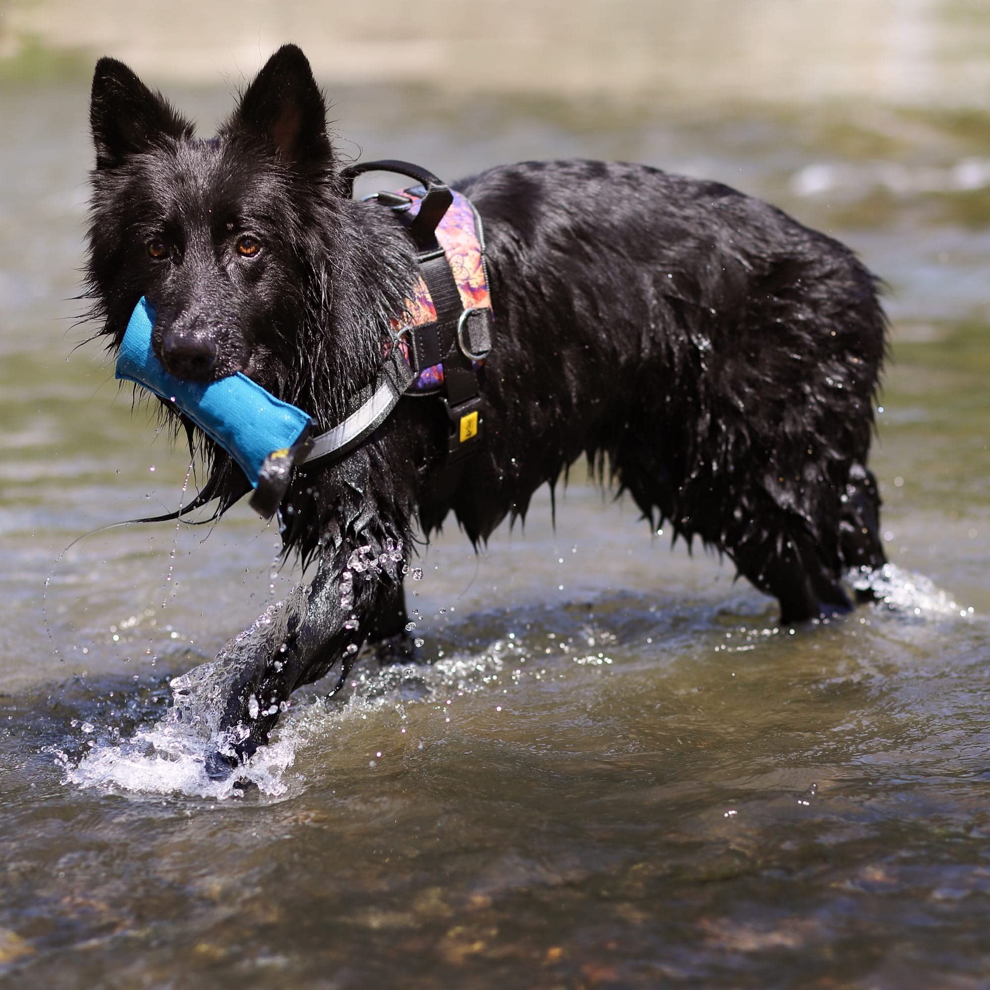 Dingo Jouet pour Chien en Coton Agility avec poignée Faite à la Main pour Le bisstraining Apport Flottant Multicolore