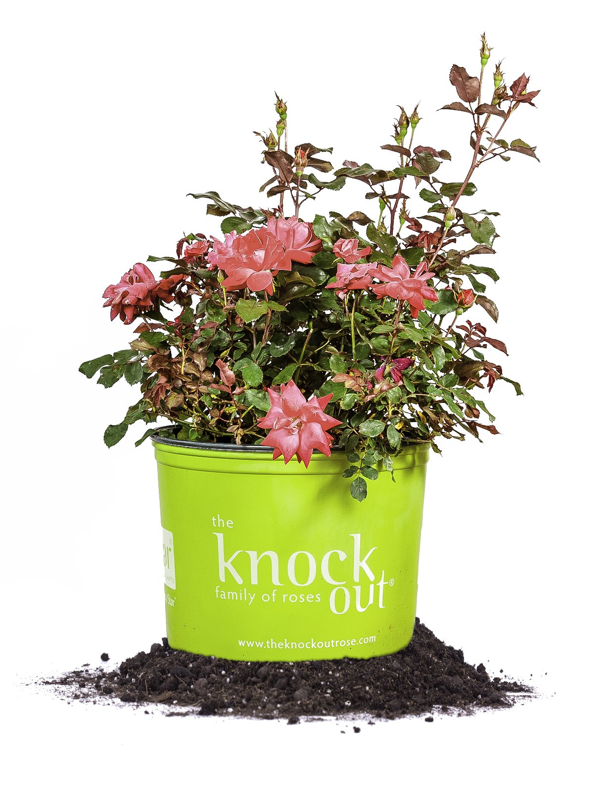 Double Red Knock Out Rose