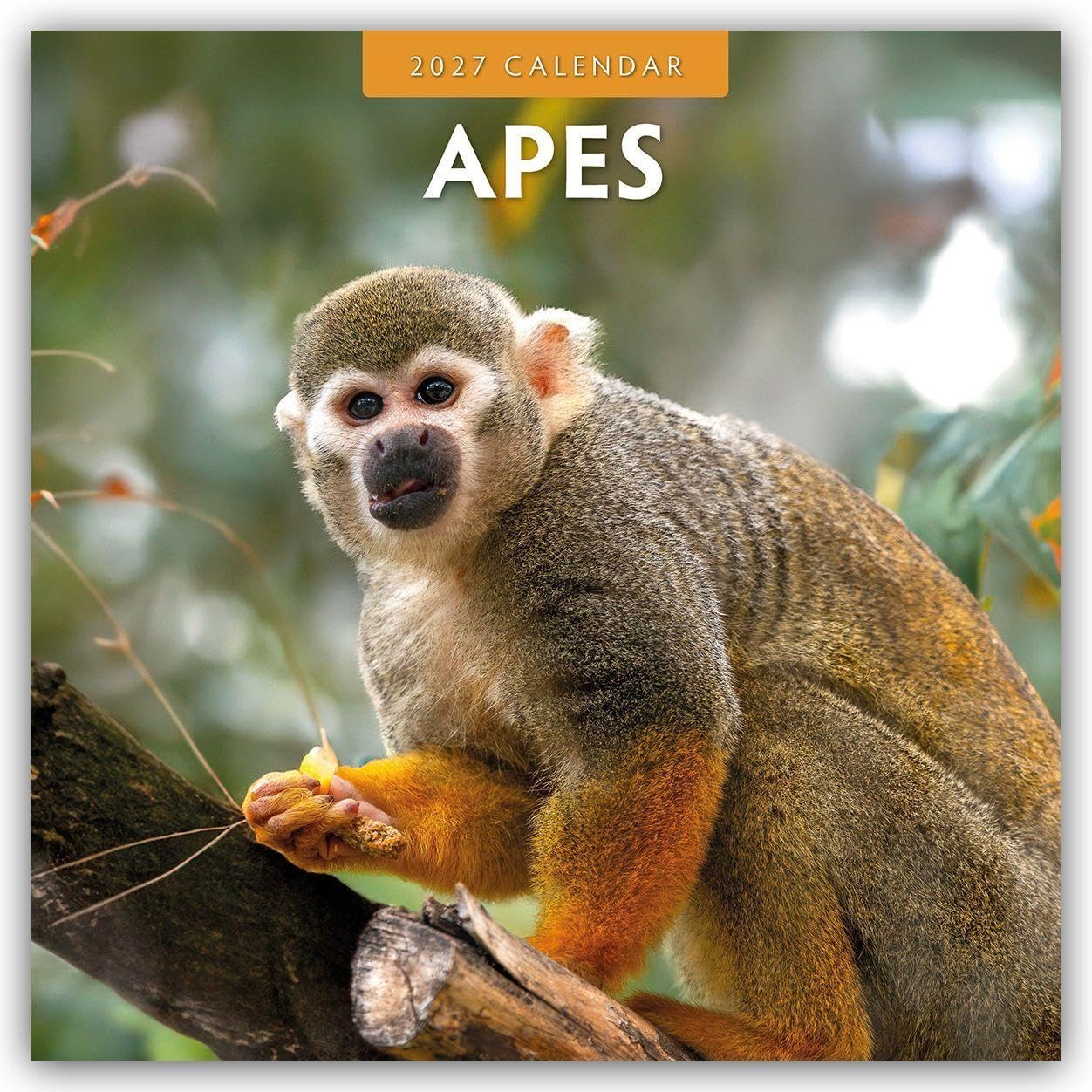 Apes 2027 Square Wall Calendar: Original Red Robin Publishing Ltd-Kalender [Mehrsprachig] [Kalender]