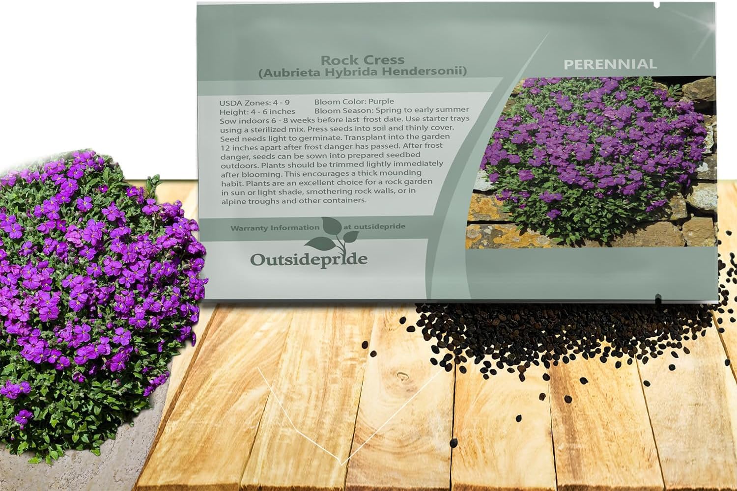 Outsidepride Hendersonii Purple Aubrieta Rock Cress Seeds - 5000 Pcs Perennial Flower Seeds, Easy to Grow, Low Maintenance, Cascading & Low Growing, for Baskets, Rock Walls, or Ground Covers