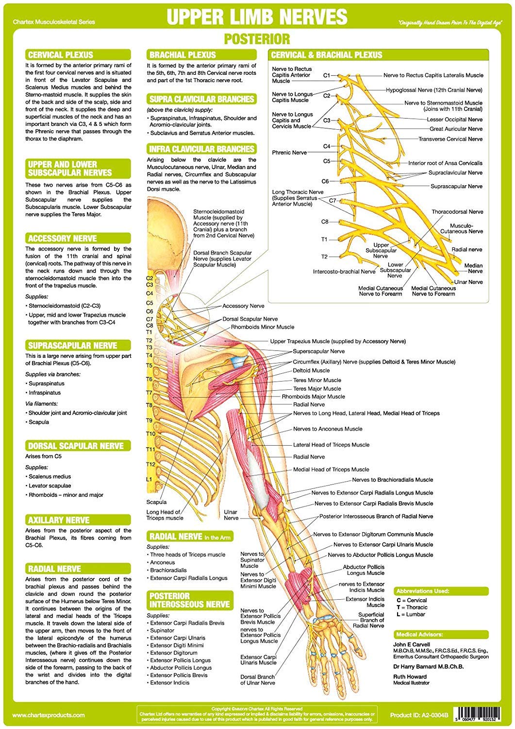 Chartex Nervous System Charts | Central Nervous System posters | Peripheral Nervous system | Human Body Anatomy (A2 Paper Format, Upper Limb Posterior)