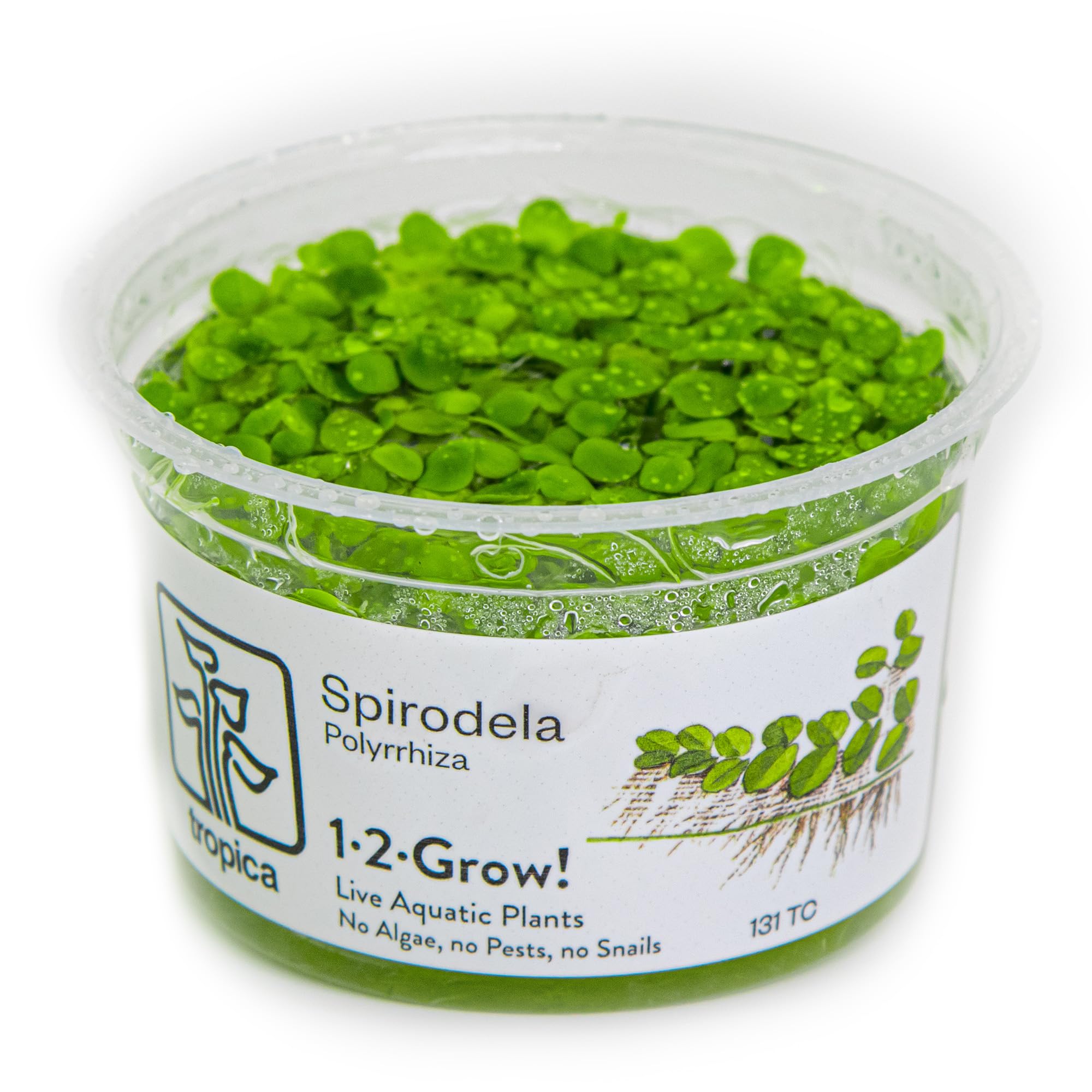 Tropica Spirodela polyrrhiza (facile, flottant) 1-2-Grow!