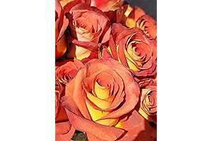 Leonidas Rose Bushes - Live Perennial Rose Plants and Outdoor Flowers for Landscaping and Decoration