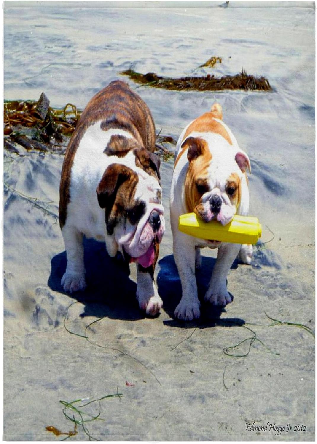 3dRose The English Bulldog Stroll 22x30 Bath Hand Pool Towel