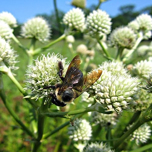 Outsidepride Eryngium Rattlesnake Master Garden - Flores cortadas para arreglos florales secos - 100 semillas
