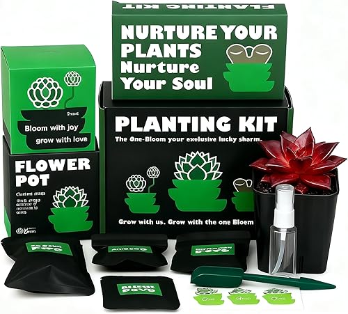 Plantas suculentas Live Echeveria Agavoides v. Romeo Rubin - Suculentas de raíz desnuda de fácil cuidado para decoración de interiores y exteriores,