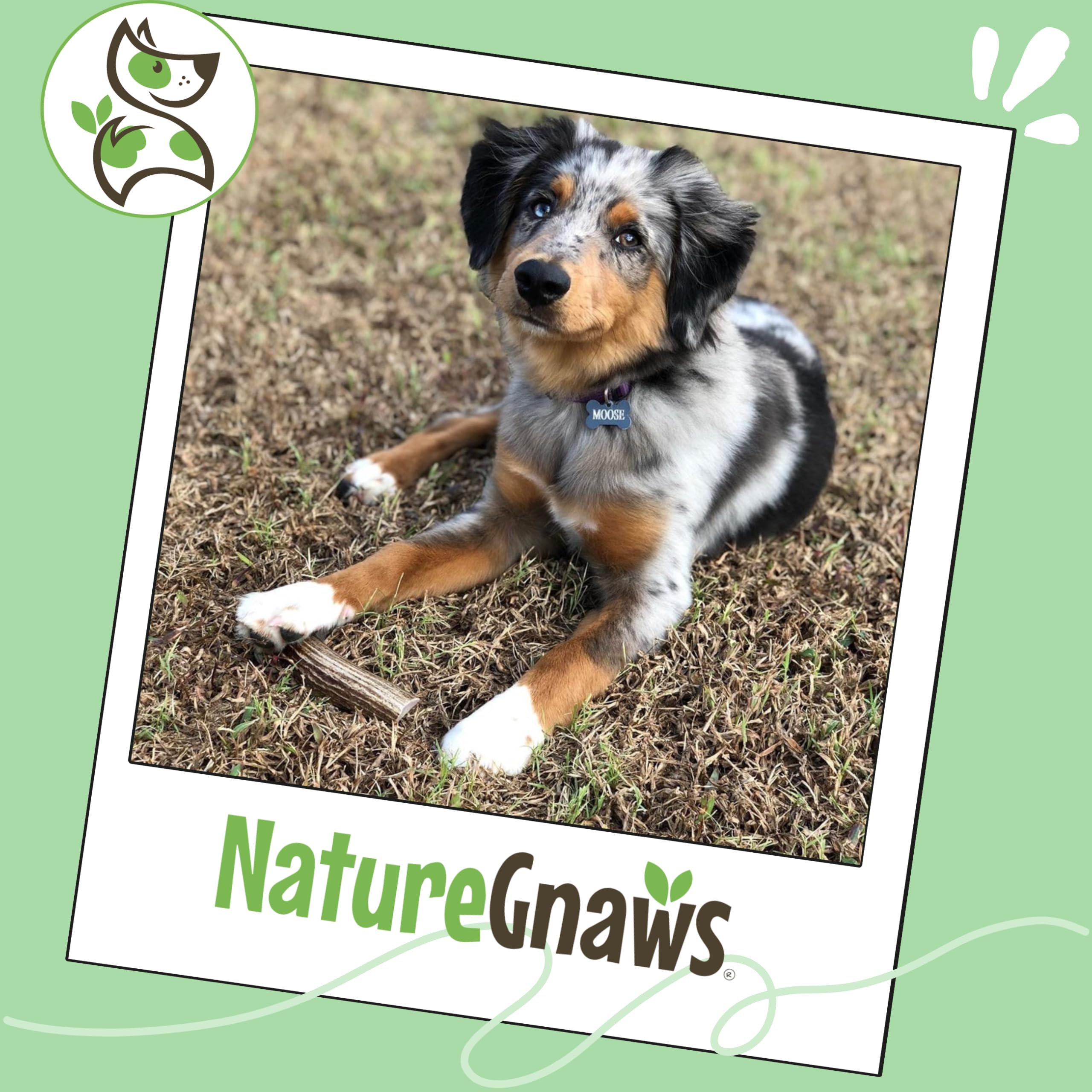 Nature Gnaws USA Elch-Geweih – 100% natürlich Kauen für Hunde, Elk Antler (1 Pack)