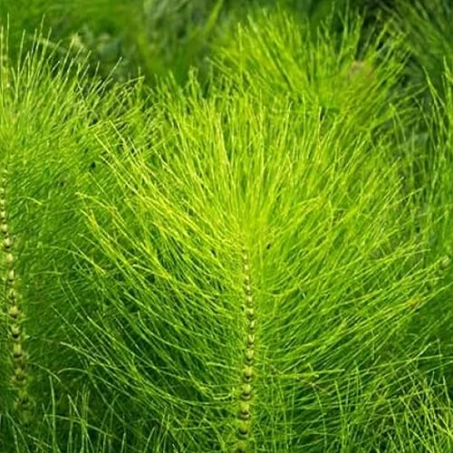 Miniatura 5 de Jovvily Hierba de cola de caballo - 2 lb - Corte y tamizado - Té de hierbas - Sin rellenos ni aditivos