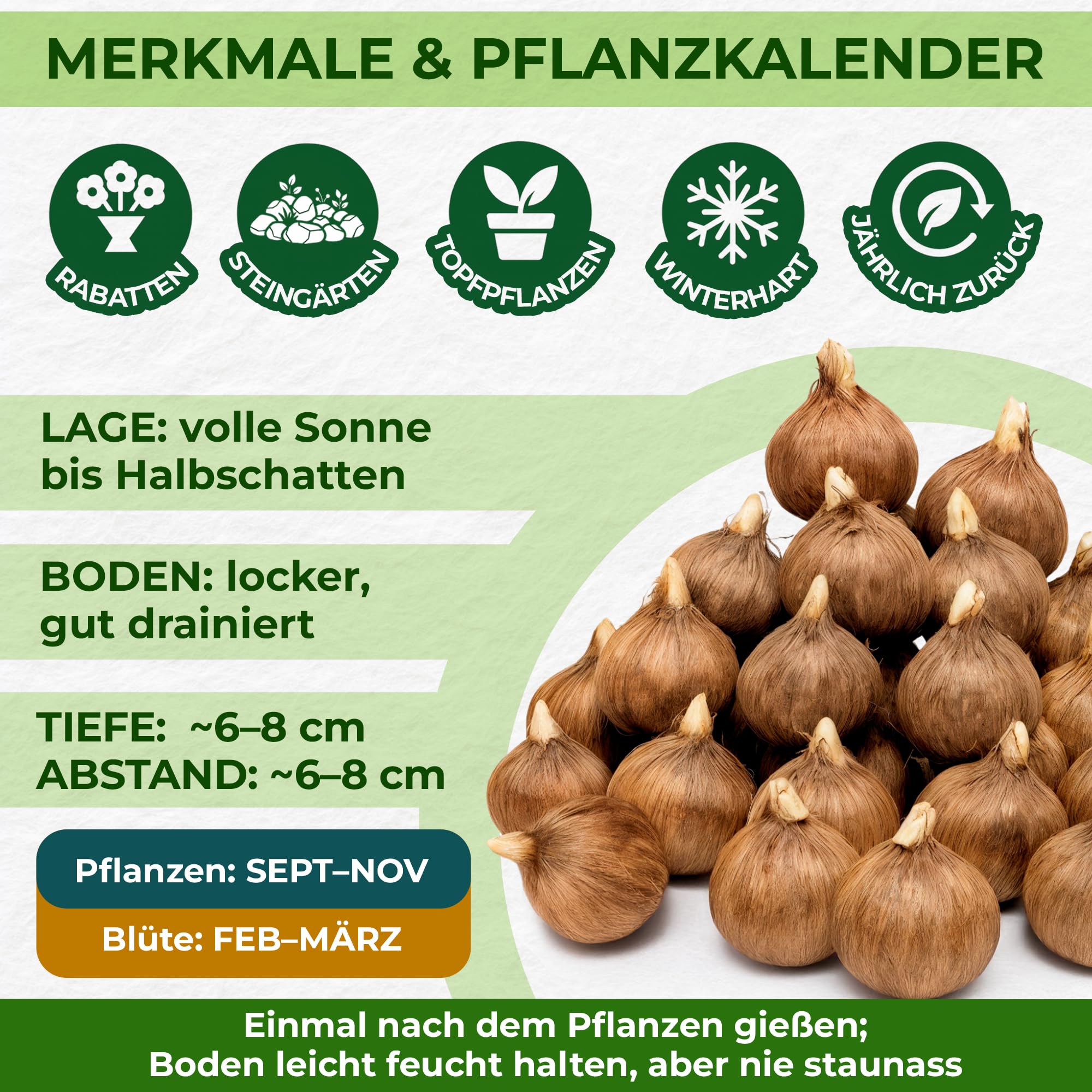 Riesen Krokusse Zwiebeln Winterhart Mehrjährig - 250 Blumenzwiebeln | Mix von 5 Sorten, Pflanzen aus Holland, Echte Pflanzen aus Holland, für Garten und Topf (kein Samen, nicht künstlich)