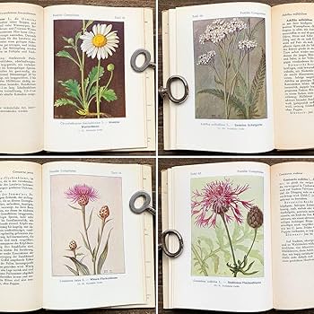 東ドイツの古い植物図鑑 東ドイツの古い植物図鑑 - 洋書工場 直営 店
