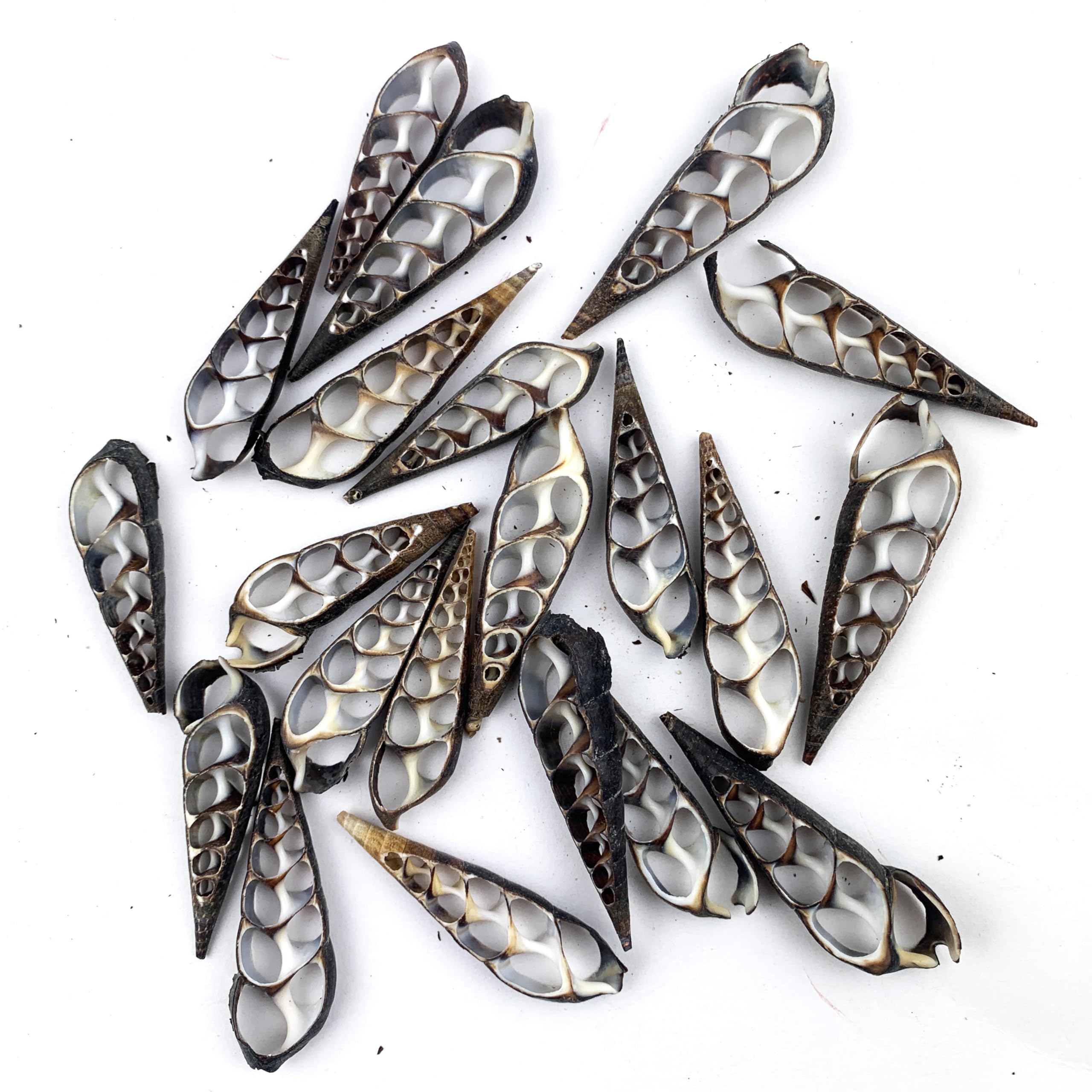 Heyiwell 20PC Center Cut Black Terebra Seashells for Shellcraft Home Decor Apprx 2