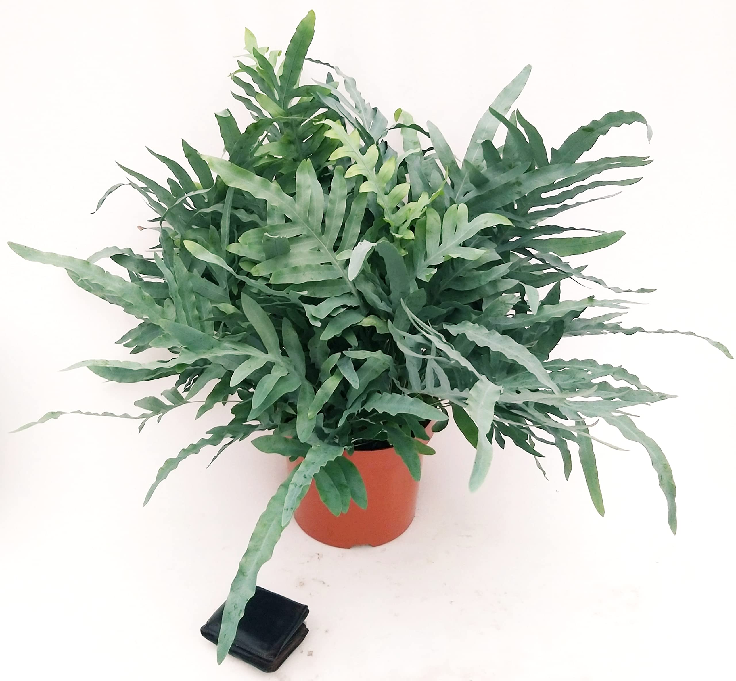 POWERS TO FLOWERS - FELCE PHLEBODIUM AUREUM BLUE STAR XXXL, VASO 26CM, piante vere