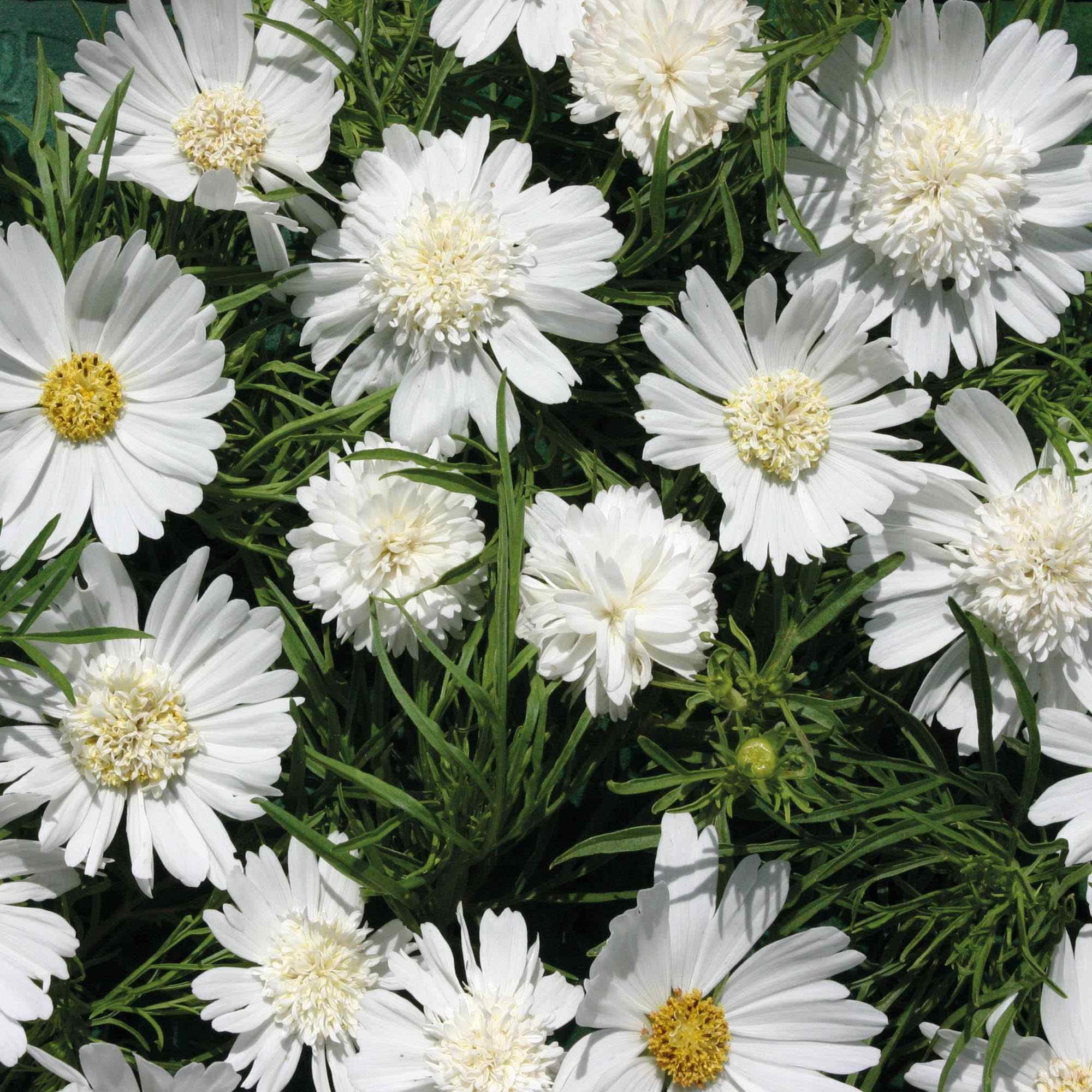 Outsidepride White Popsocks Cosmos Bipinnatus Seeds - 50 Pcs Annual, Easy to Grow & Drought Tolerant, Flower Seeds for Planting w/Vibrant Double Blooms, Ideal for Cut Flower & Wildflower Meadows