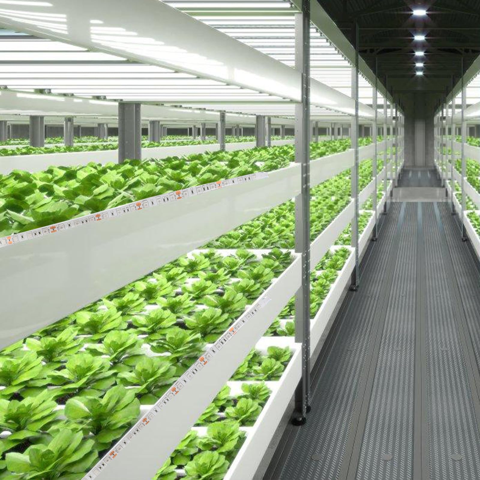 CLISPEED Lampe de Croissance LED Smd 5050 Étanche 5 Mètres 300 LED pour Plantes D'intérieur et Légumes, Bande Lumineuse Auto-adhésive pour Semis et Culture en Serrage