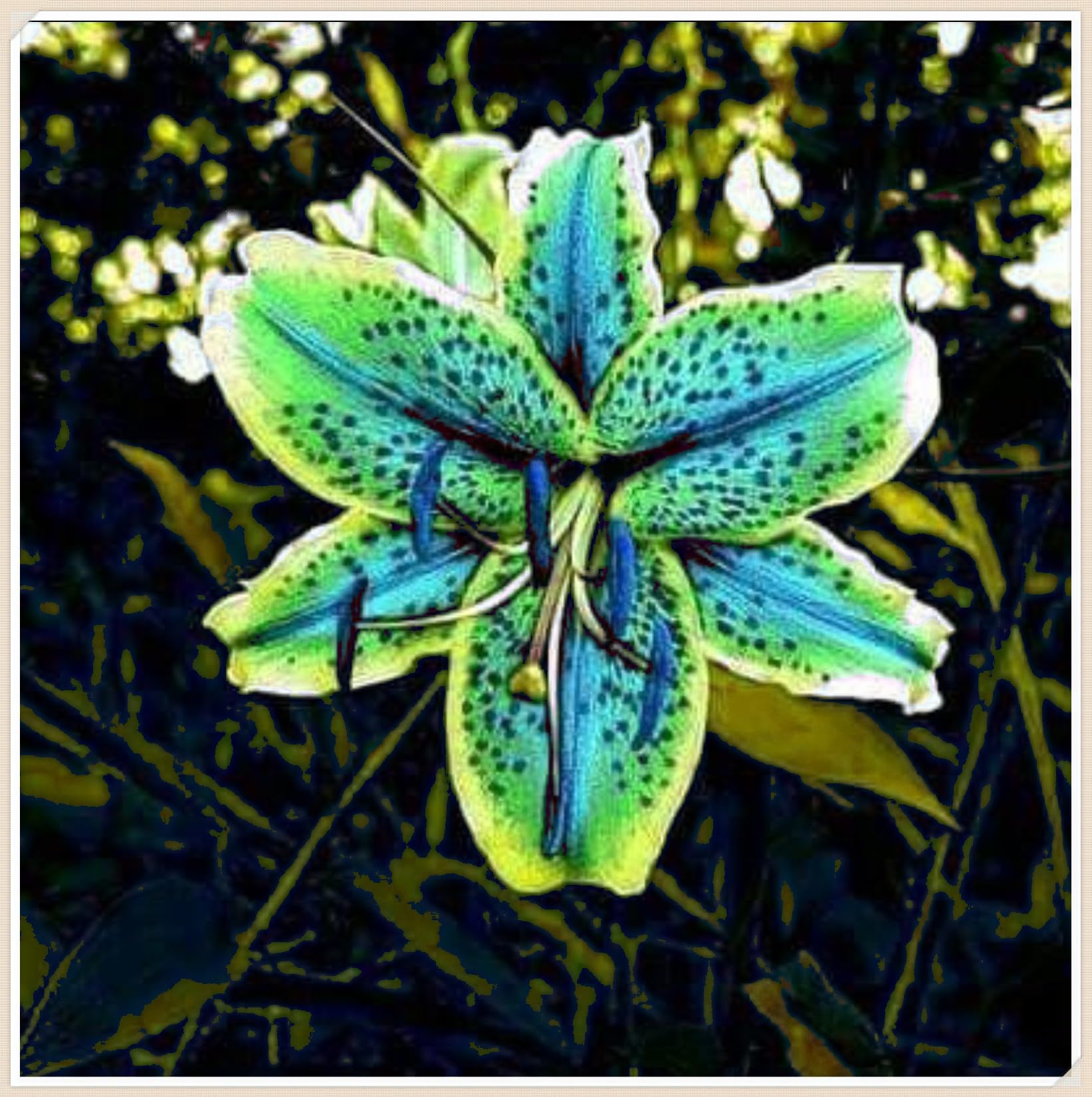Lilium-Exklusive Geschenke-Geeignet Für Neueinsteiger-Hervorragende Verzierung,Abschneiden,Ständiger.-8rhizome-N