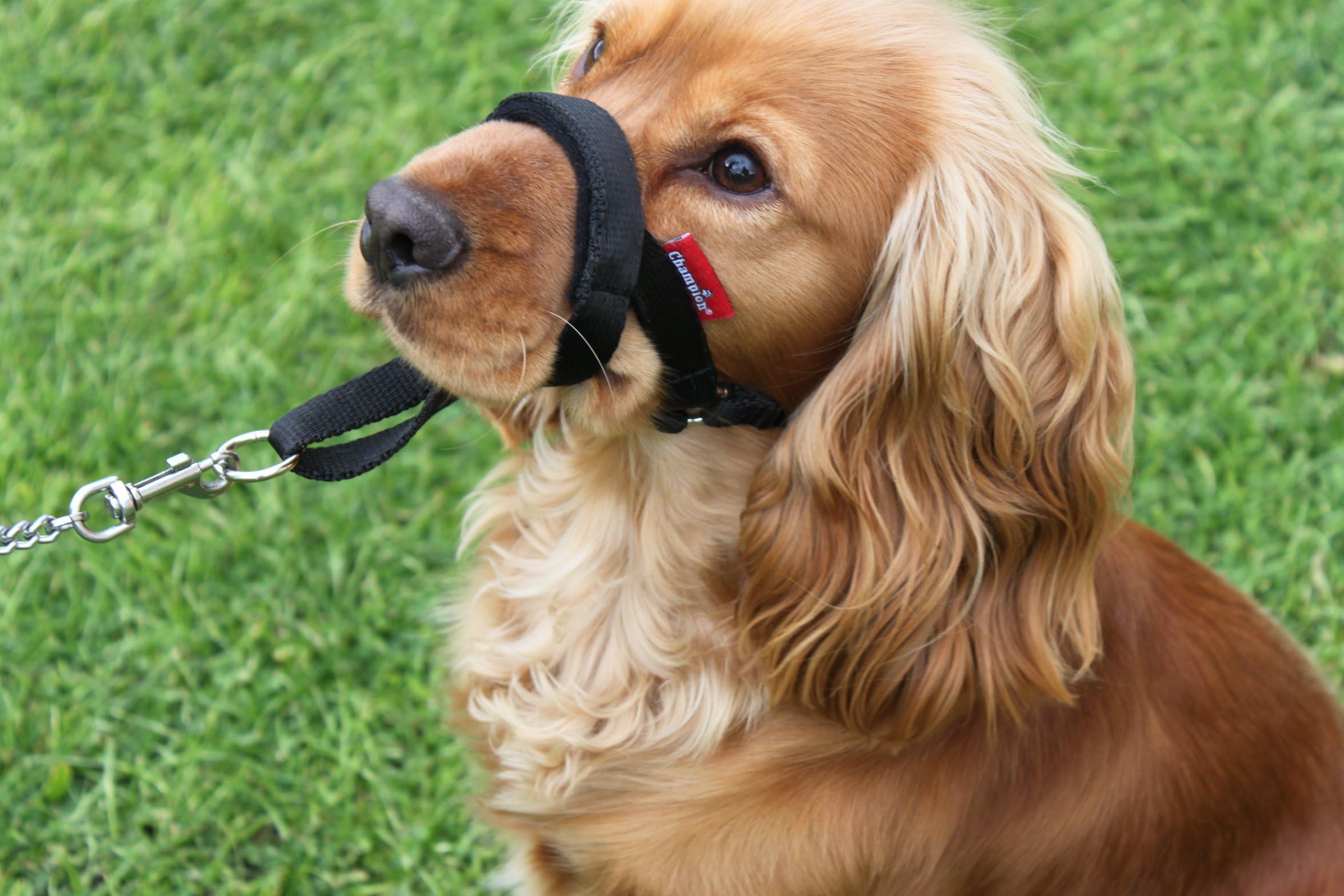 Headcollar Dog Halter/Training Head Collar Training Tool Dog, Head Harness to Stop Pulling on the Lead, Easy to Use - Image 4