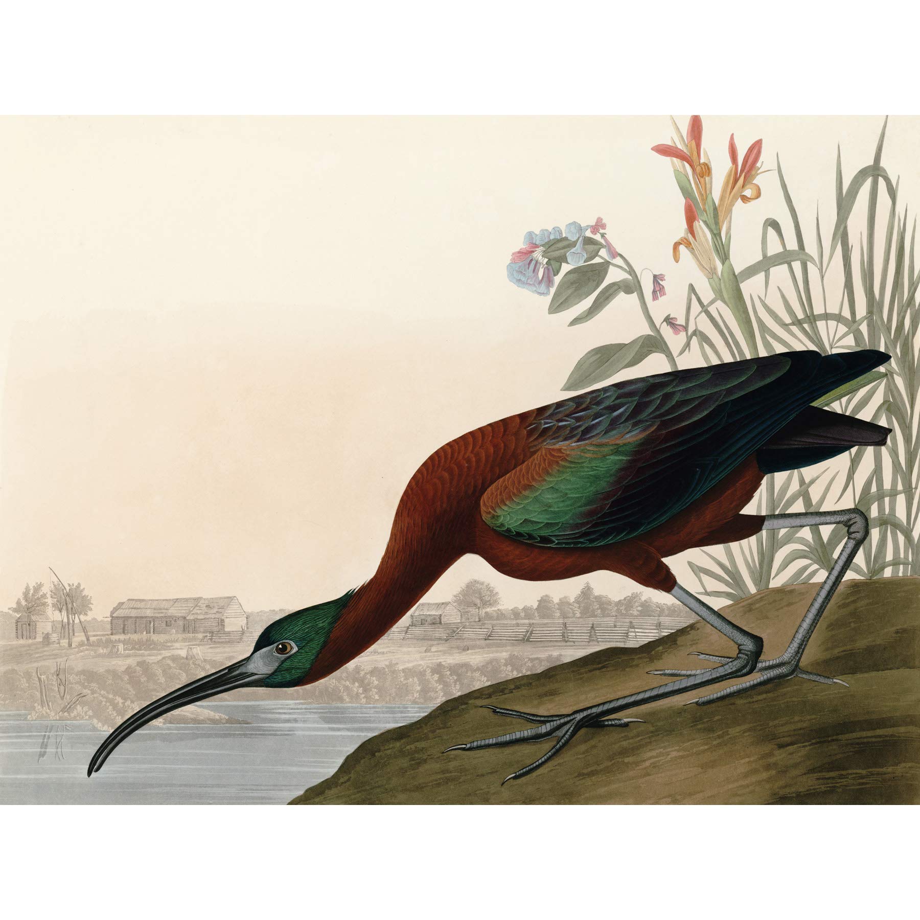 Artery8 Audubon Birds Glossy Ibis Painting Premium Wall Art Canvas Print 18X24 Inch