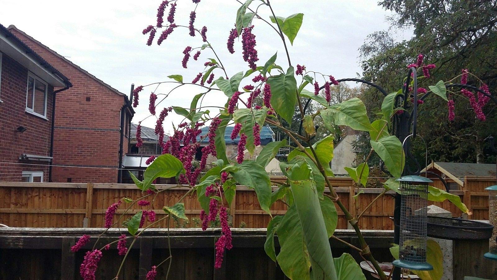 Portal Cool Rare Persicaria Orientalis Kiss Me Over The Garden Gate 10 Semi UK Venditore