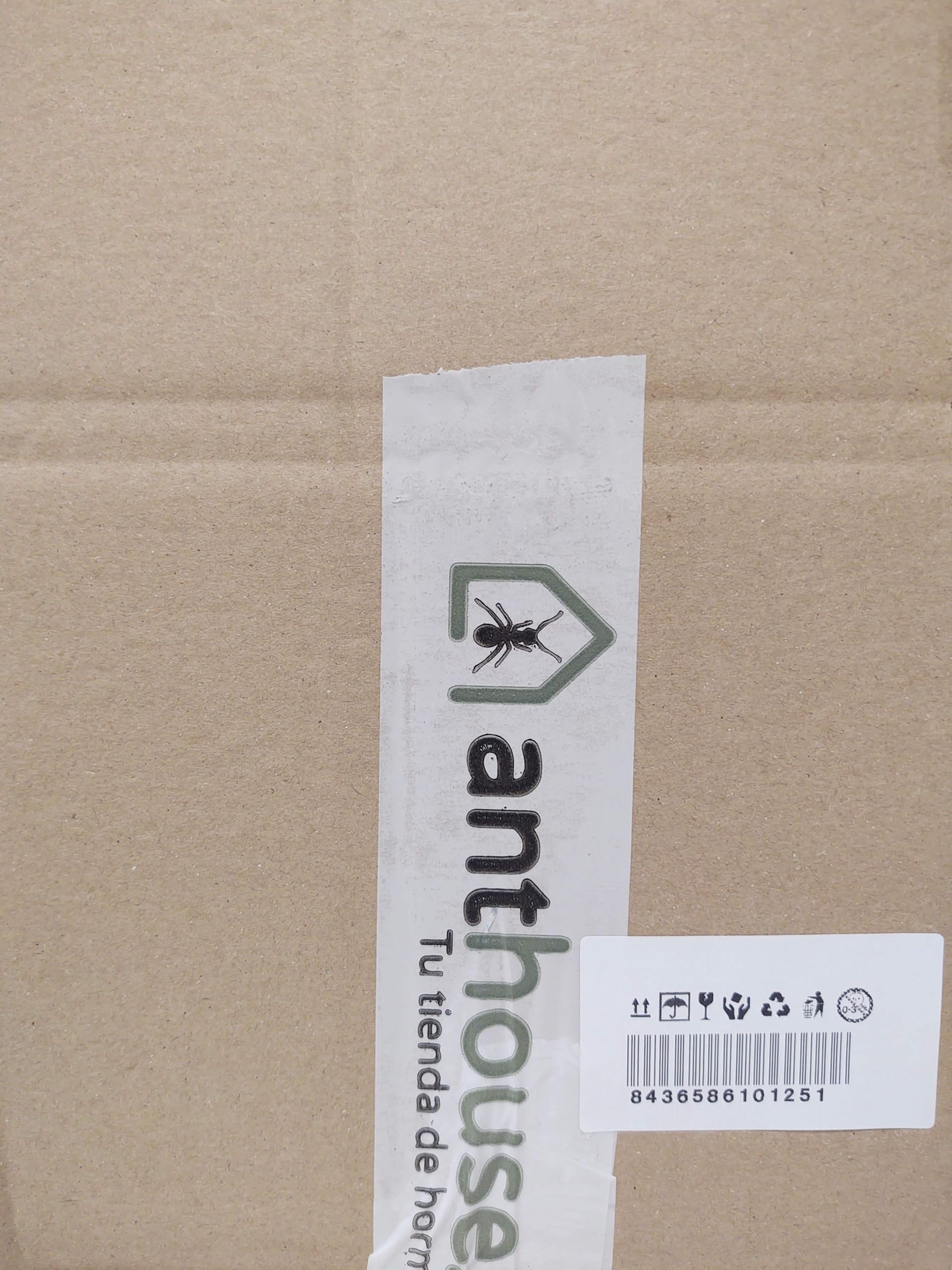 AntHouse Formicaio acrilico Kit educativo funghi 10x20x1,3 cm Marrone