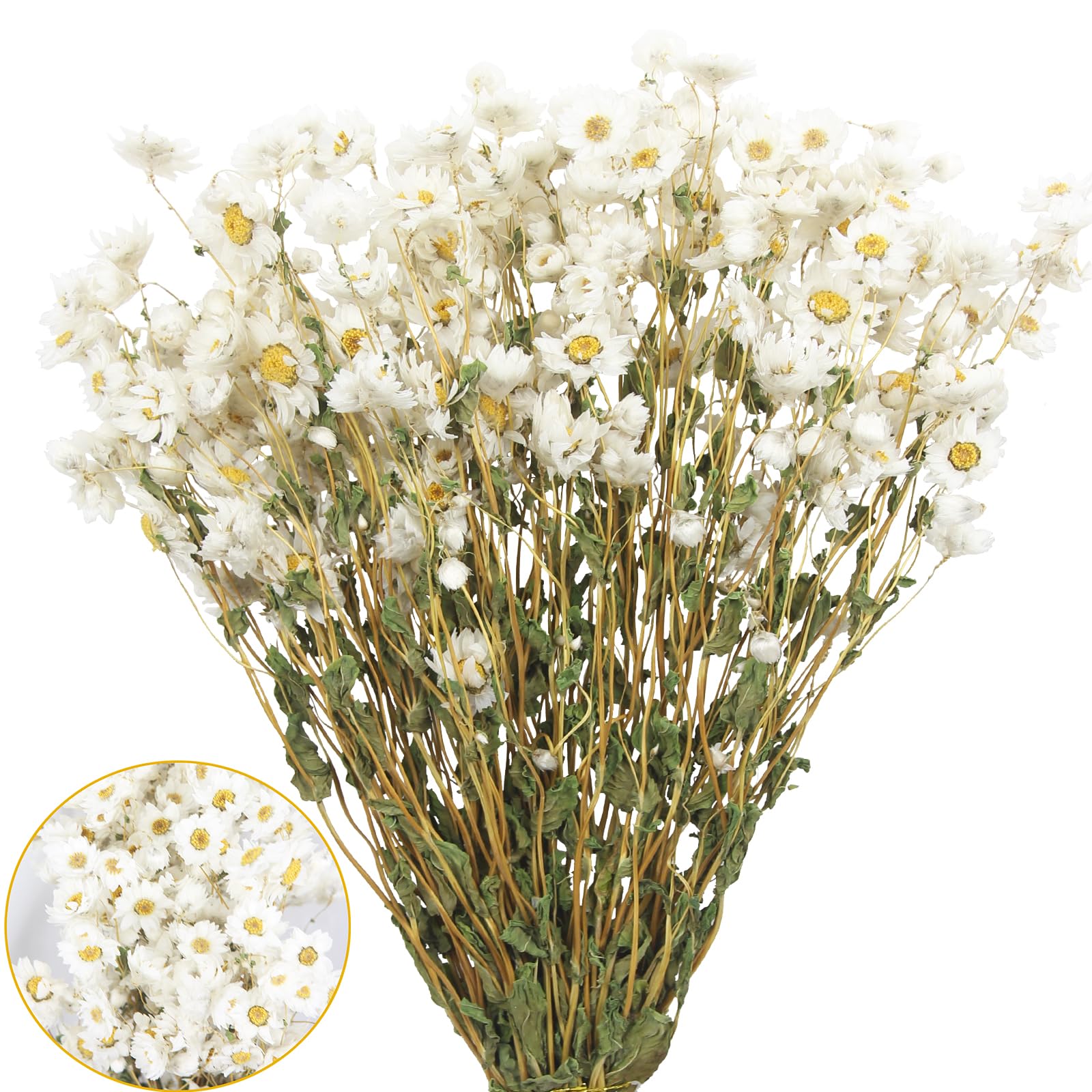 Dried Daisy Flowers Bouquet Dried Flowers White with Stems Real Chrysanthemum Gerber Daisies Arrangements for Wedding Farmhouse Vase Decorations DIY Home Party Wildflower Decor