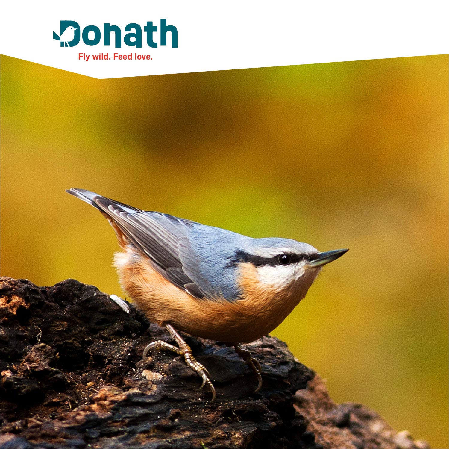 Donath Basis Mix - die vitaminreiche und körnige Mischung - für alle körnerfressenden Feinschmecker - wertvolles Ganzjahres Wildvogelfutter - aus unserer Manufaktur in Süddeutschland - 20 Kg