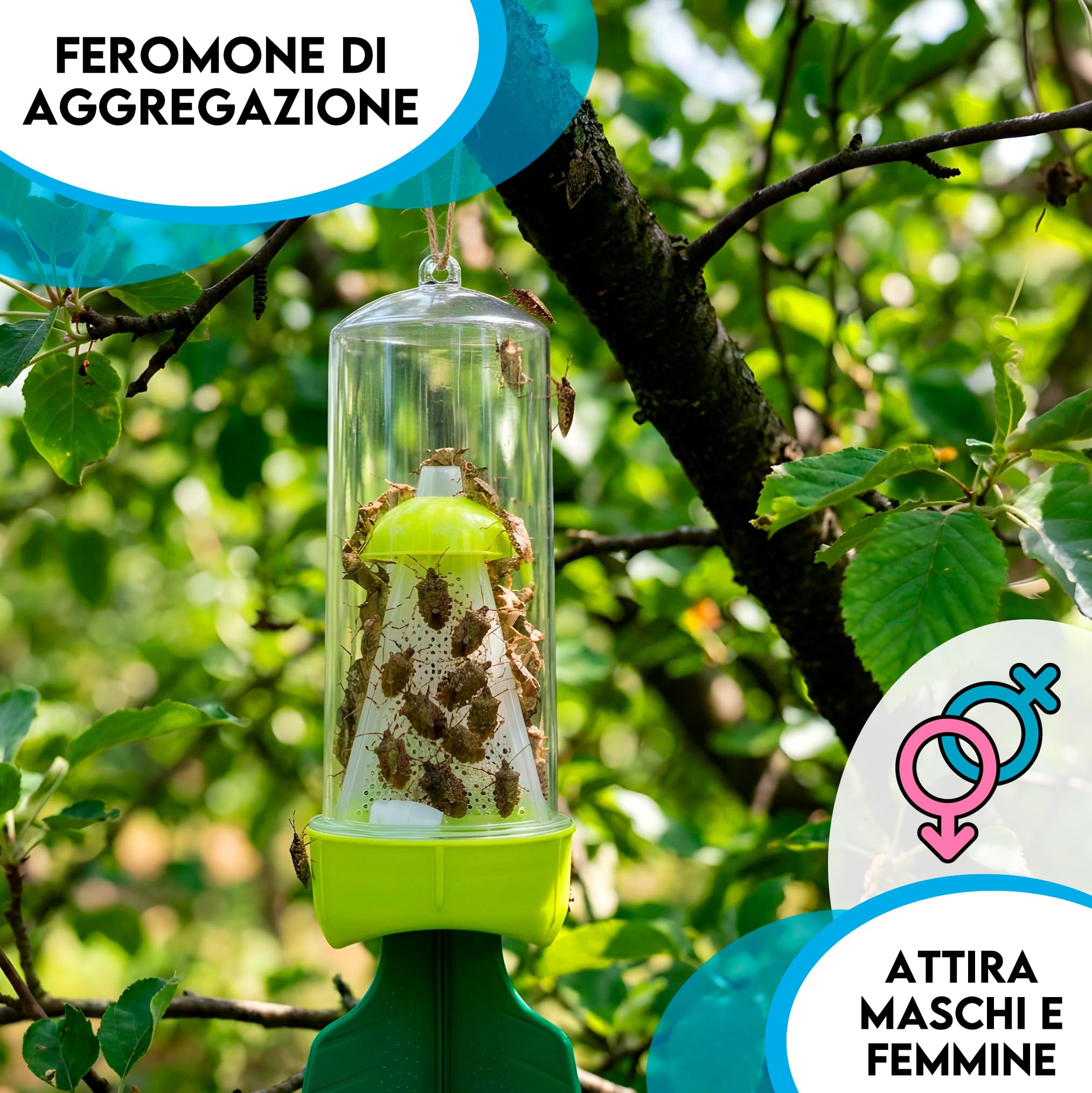 Trappola per Cimici Asiatiche con Feromone Attrattivo Maschile e Femminile, Kit a Effetto Duraturo, Facile da Assemblare e Testato (Trappola e Feromoni)
