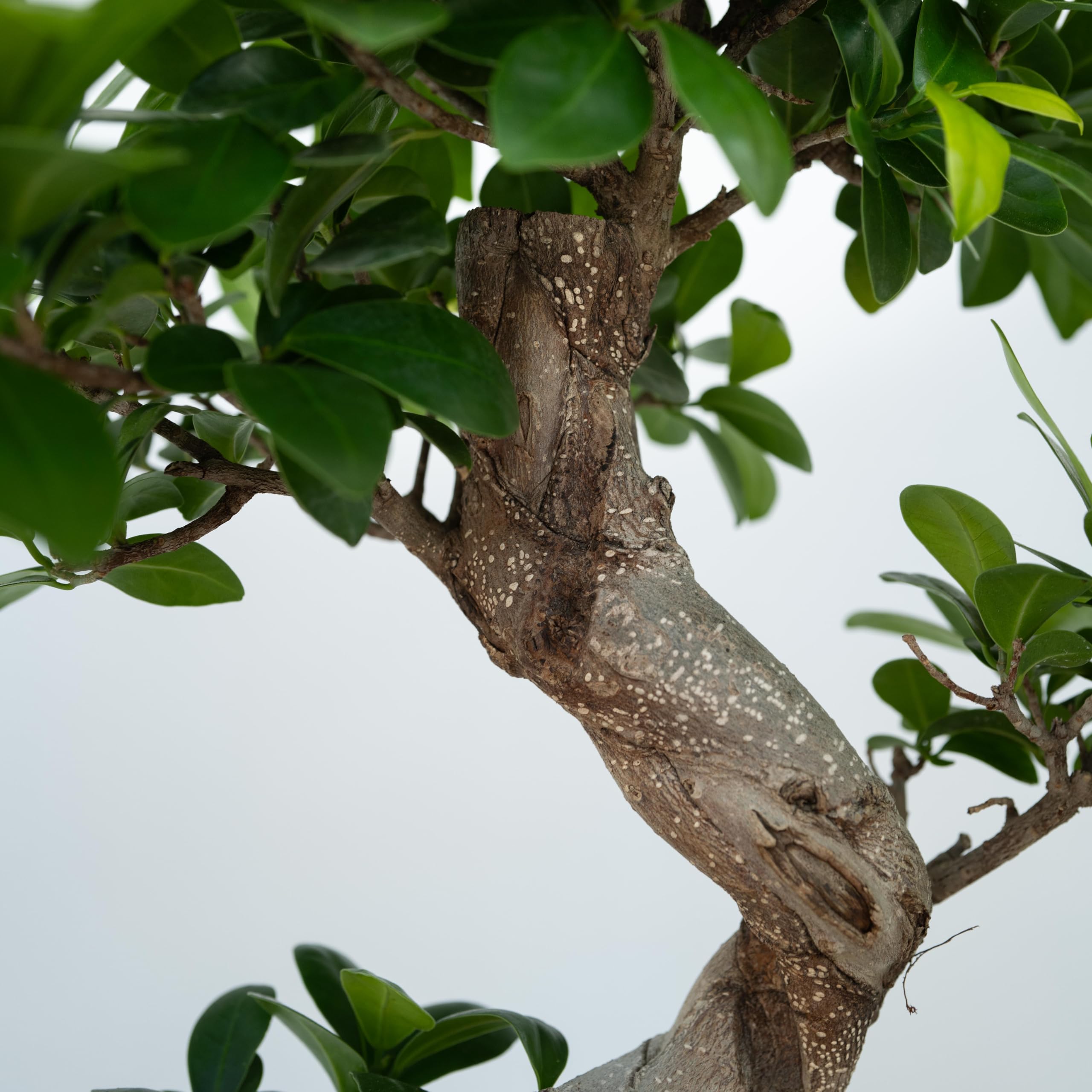 Plant in a Box - Ficus Ginseng S-Shape - Bonsai - Japański Bonsai - Doniczka 20cm - Wysokość 55-65cm