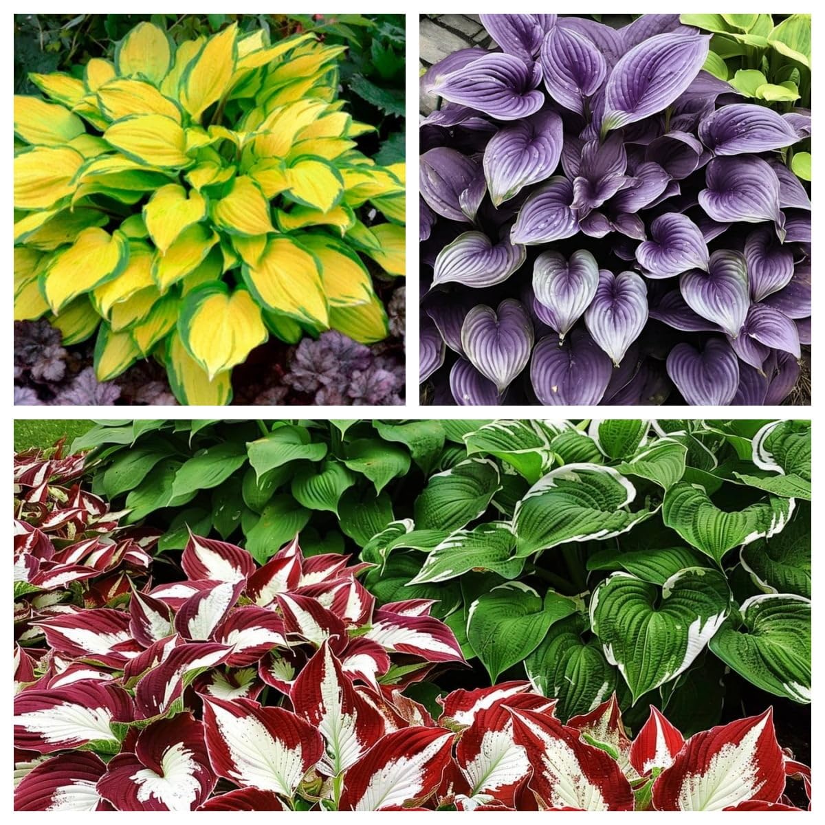 Perennial, Ornamental Flowers, Hosta Bulbs Live, Hosta Plants for Sale, Easy Plant, Wedding Flowers, 15bulbs-g