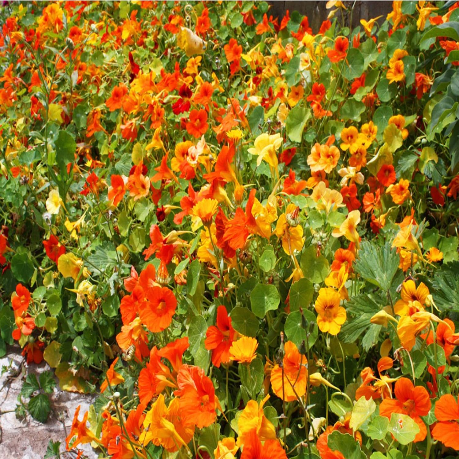 Nasturtium Climbing (Tropaeolum Nanum) Mix, 50 NonGMO