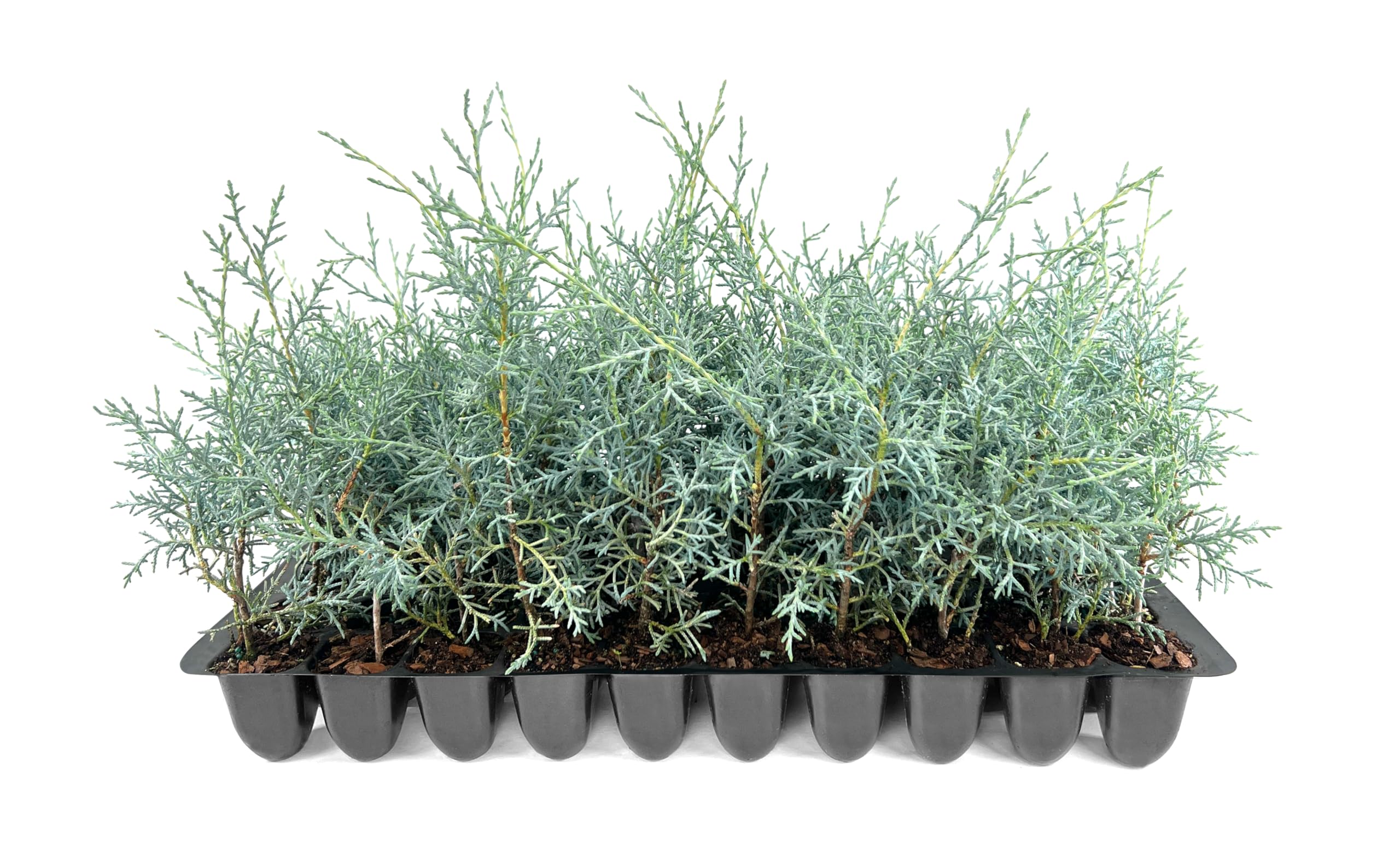 Carolina Sapphire | 3 Live Trees | Cupressus arizonica 'Carolina Sapphire' | Privacy Screen | Fast-Growing Evergreen Plants for Landscaping