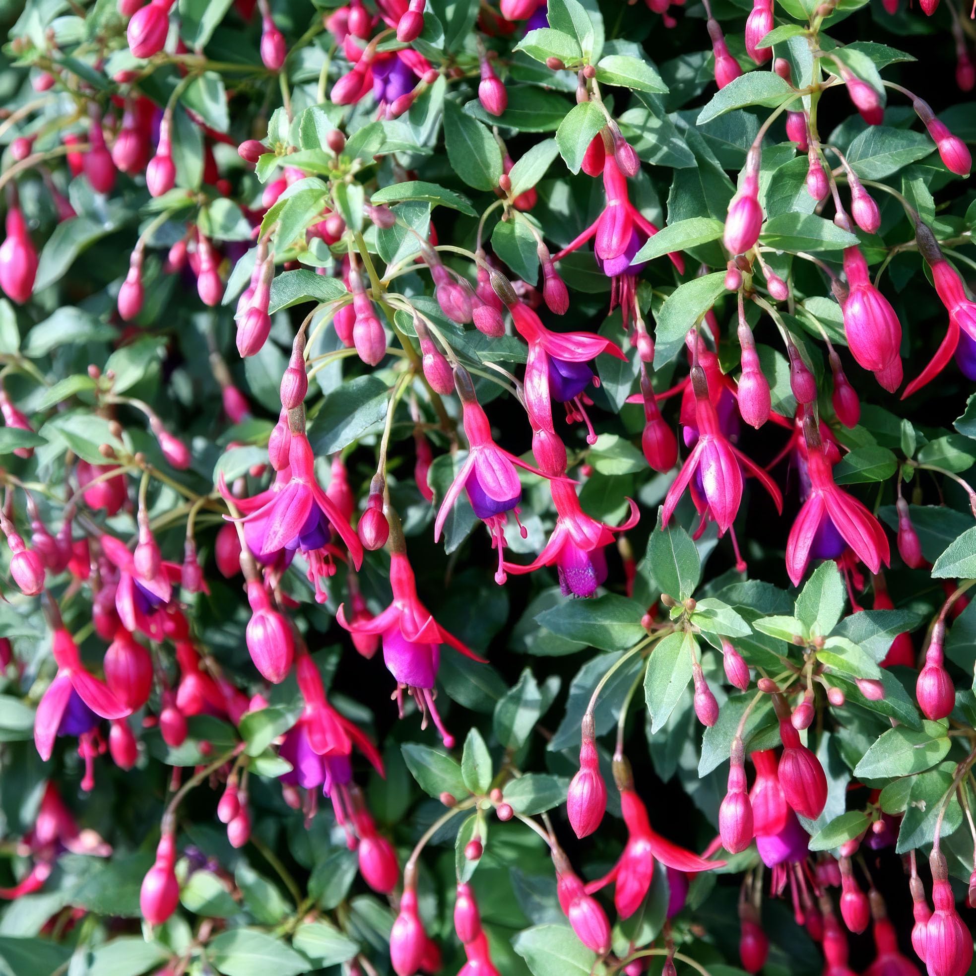 Plant Theory Tom Thumb Hardy Fuchsia Outdoor Shrub Plant 2L Pot