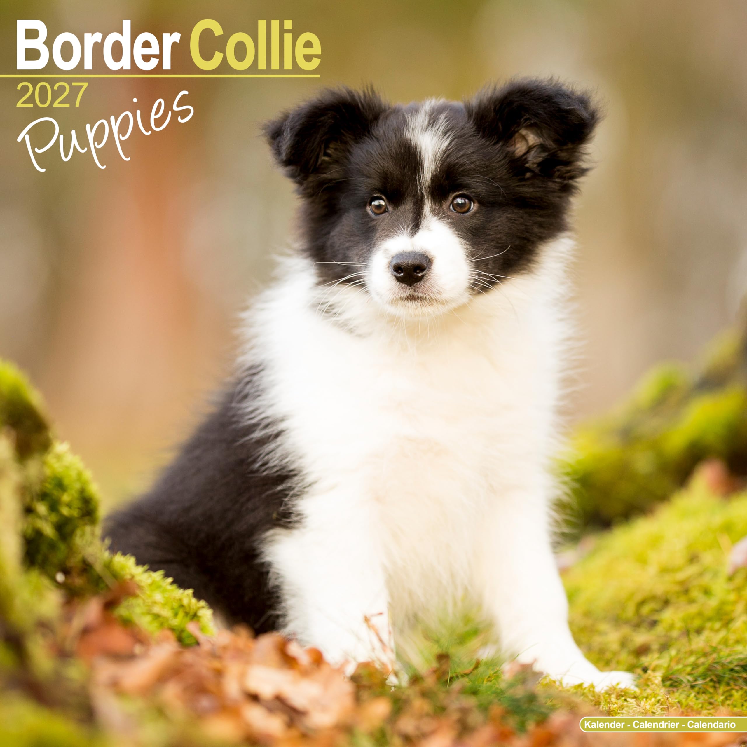 Border Collie Puppies Calendar 2027, Wall Calendars, Month To View, Dogs, Gift