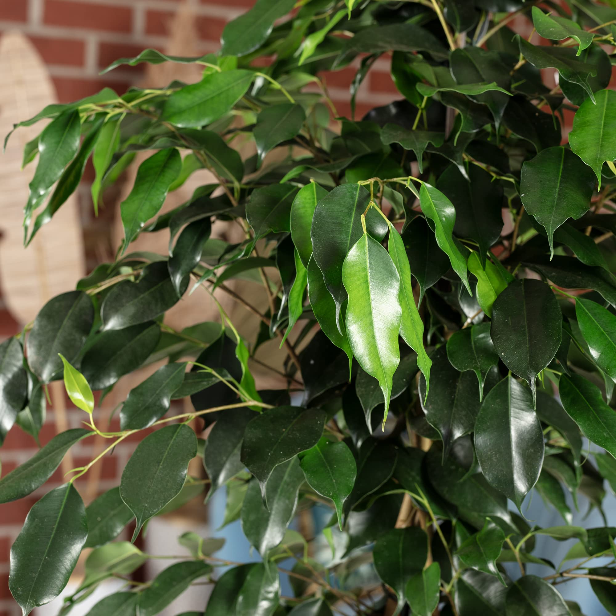 Birkenfeige - pflegeleichte Zimmerpflanze, Ficus benjamini - Höhe ca. 100 cm, Topf-Ø 21 cm