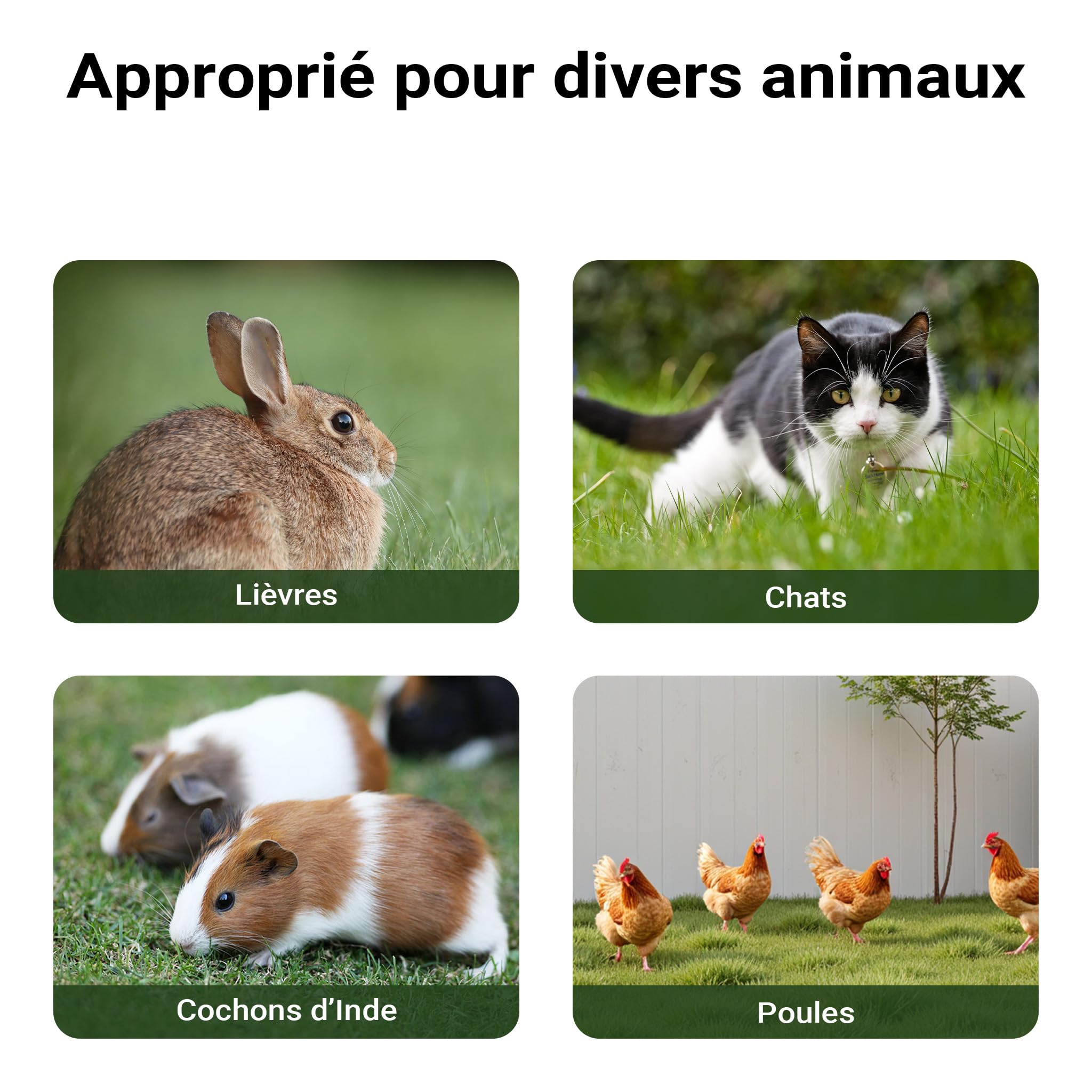 Wiltec Poulailler avec Nichoir, Enclos & Pondoir – 1440 x 525 x 685 mm – en Bois Sapin – Toit bitumé – avec Grillage et Bac à crottes – Maison pour Petits Animaux, Poules, volaille Clapier