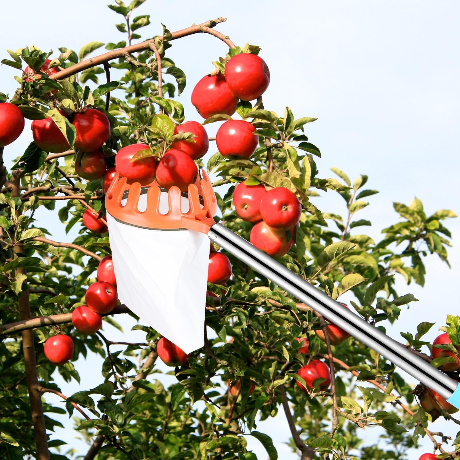 DBREAKS Raccogli Frutta, 4,2M Raccogli Mele con Manico Telescopico, Palo Leggero Raccogli Frutta, Cestino con Sacchetto di Cotone, Prugne, Raccoglitore di Ciliegie