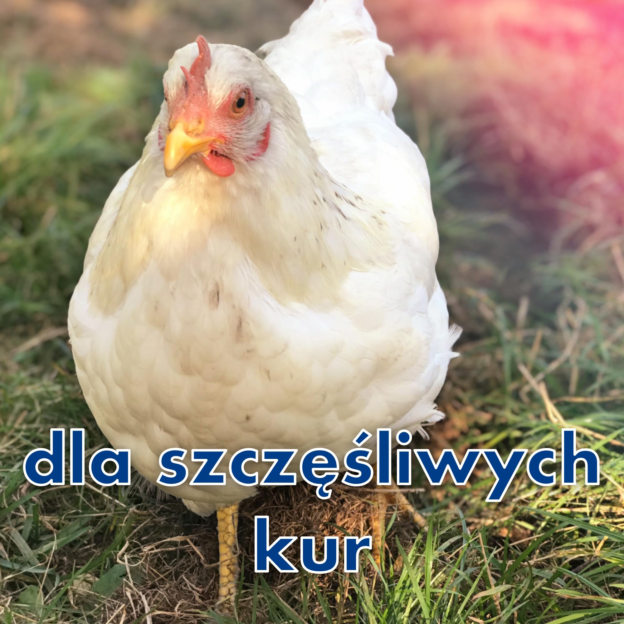 4 pojemniki na barierę przeciw roztoczom grzędzia dla kur przeciwko czerwonemu, ochrona przed roztoczami, pułapka na roztocza, kurnik (na 2 okonie)