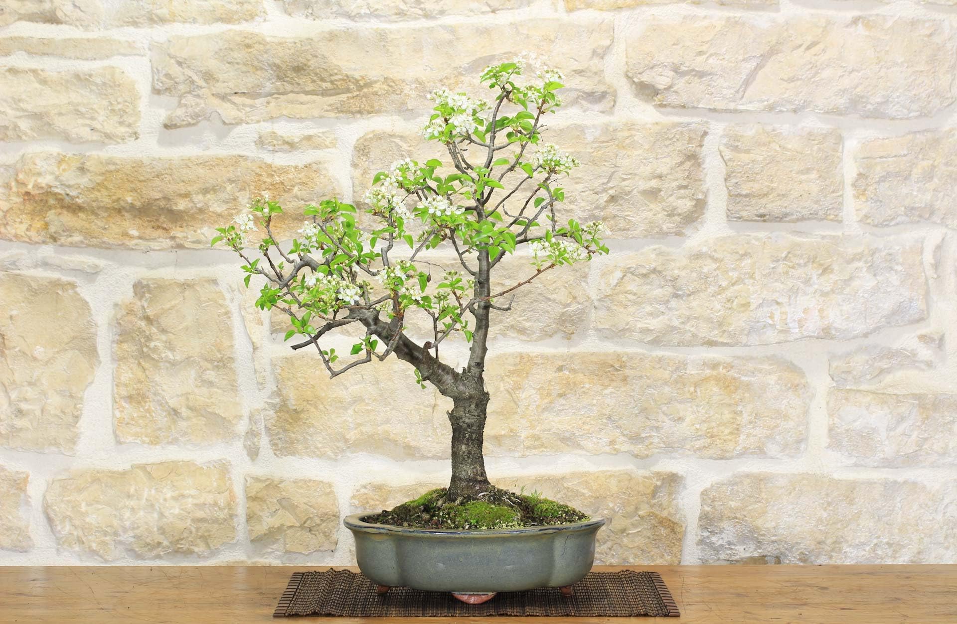 Bonsai di Ciliegio Selvatico (149)