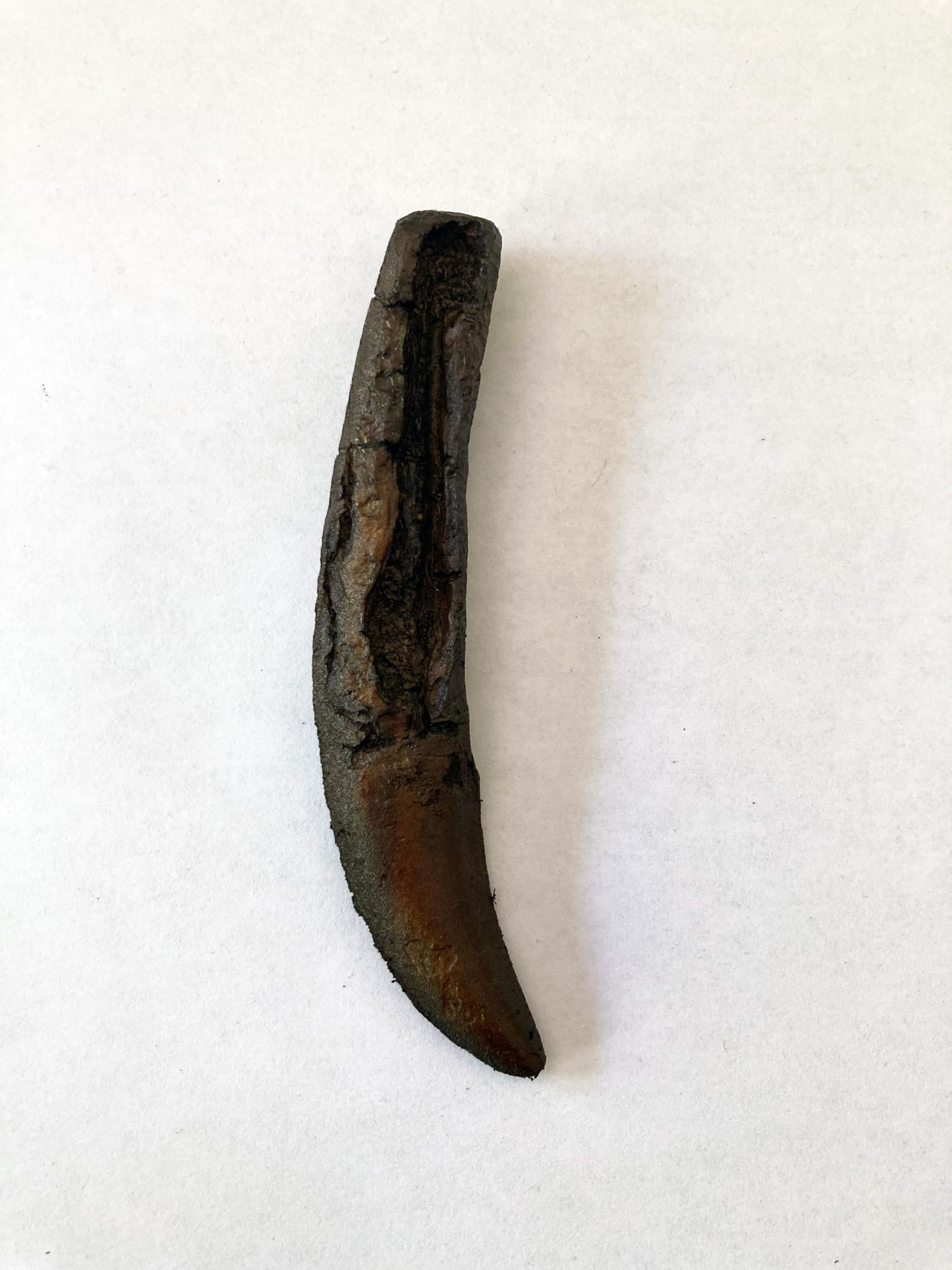 Allosaurus Tooth Replica with Root – 4.3